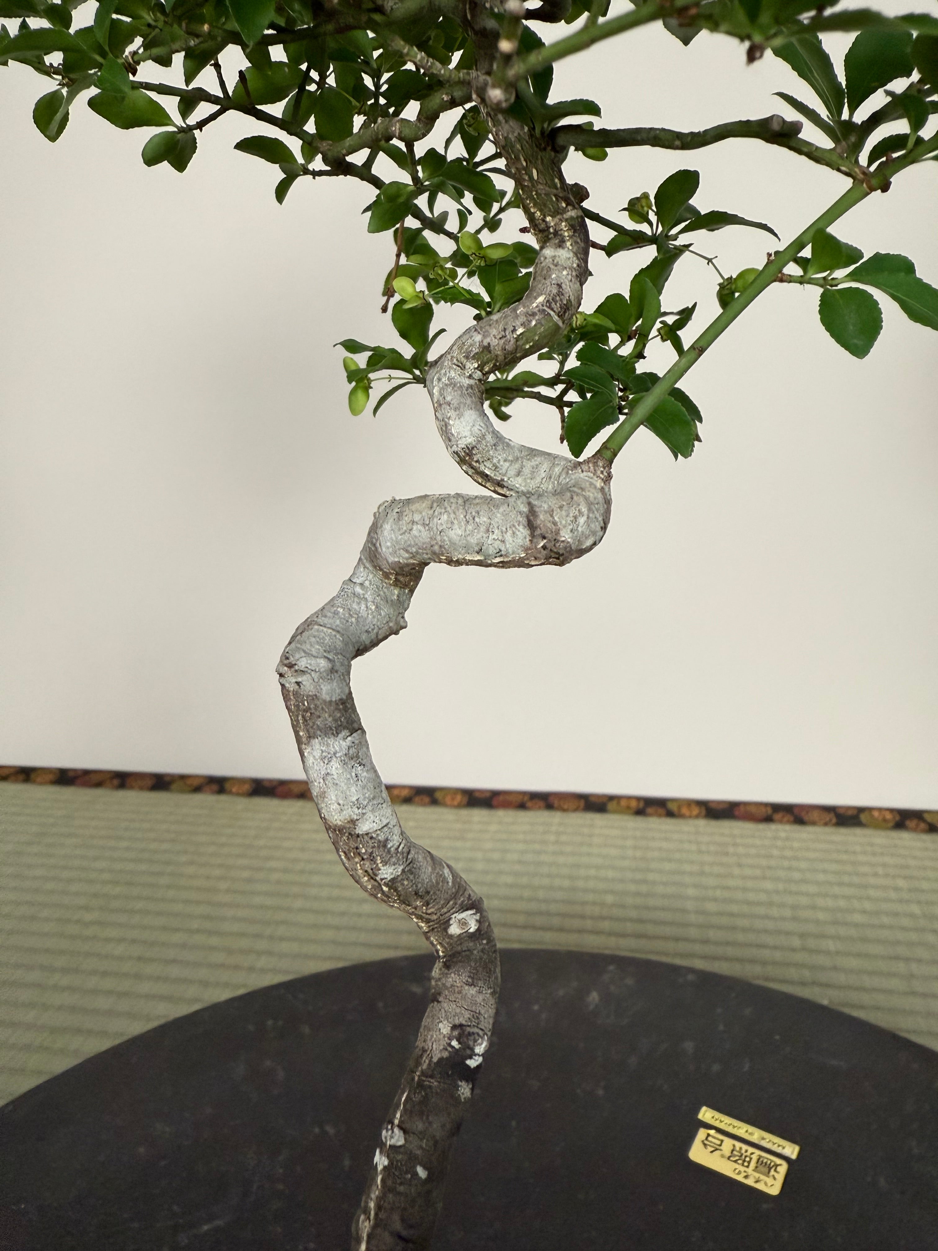 Euonymus