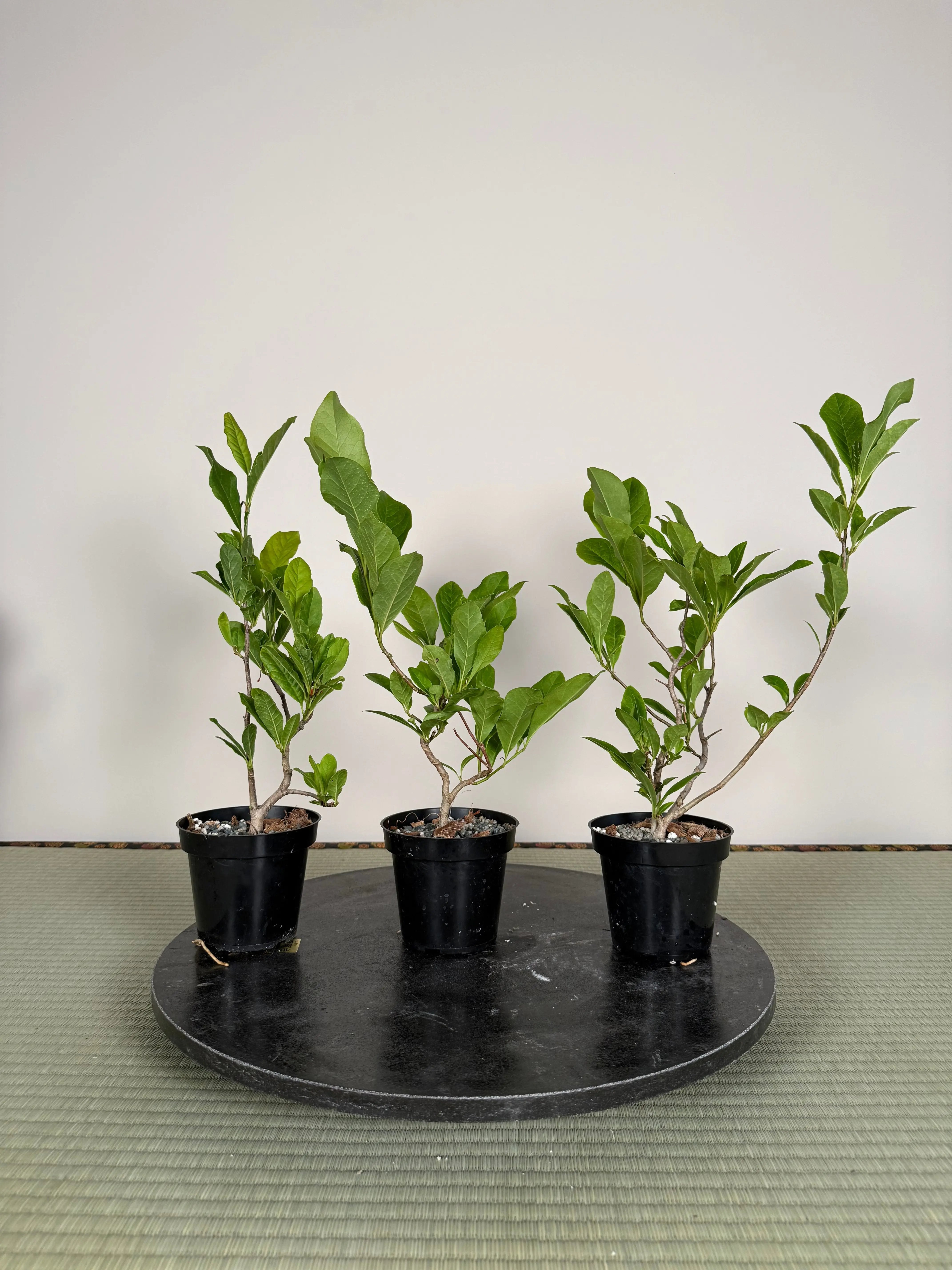 Magnolia Canada Bonsai