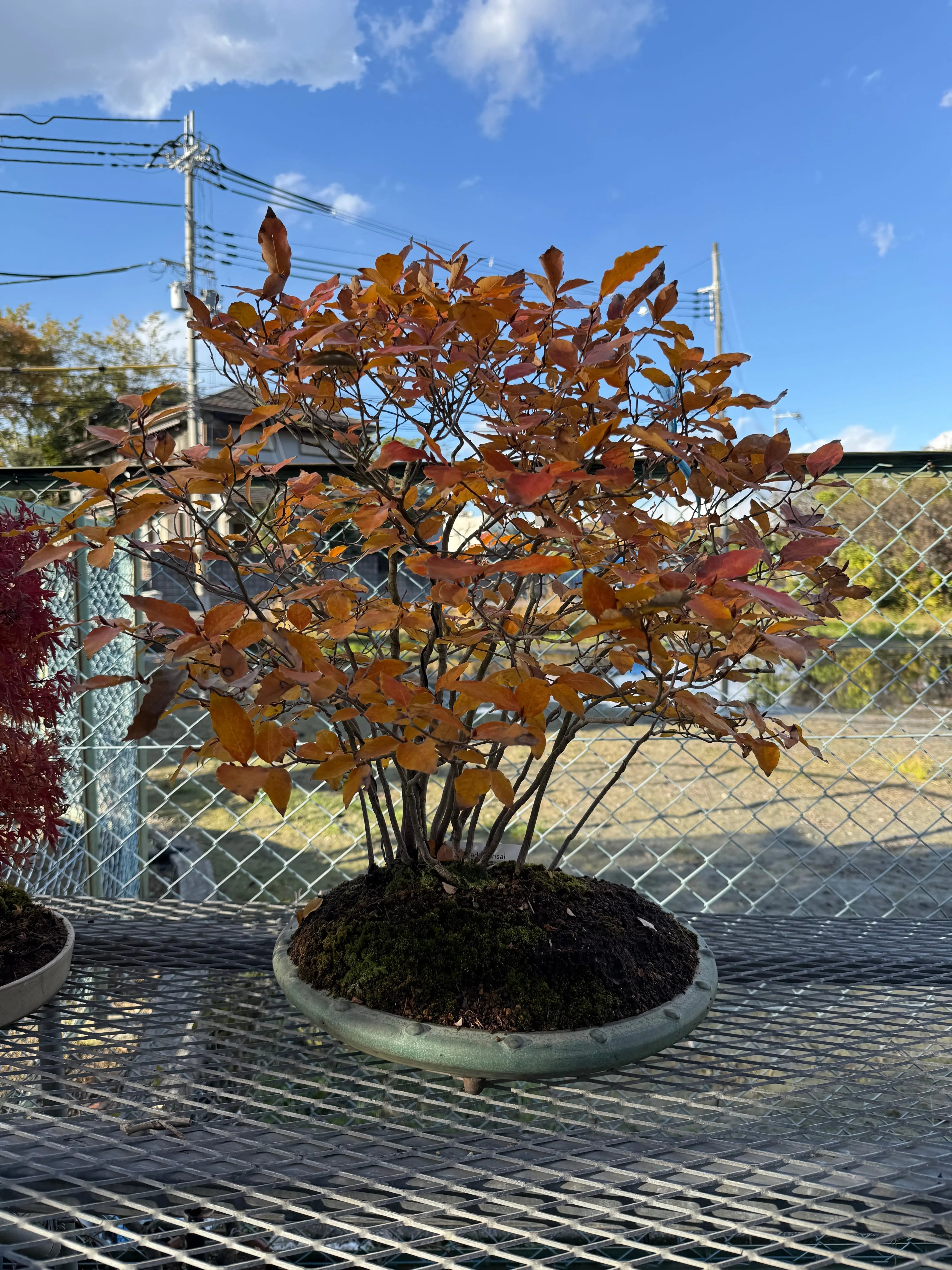 Lindera glauca Canada Bonsai