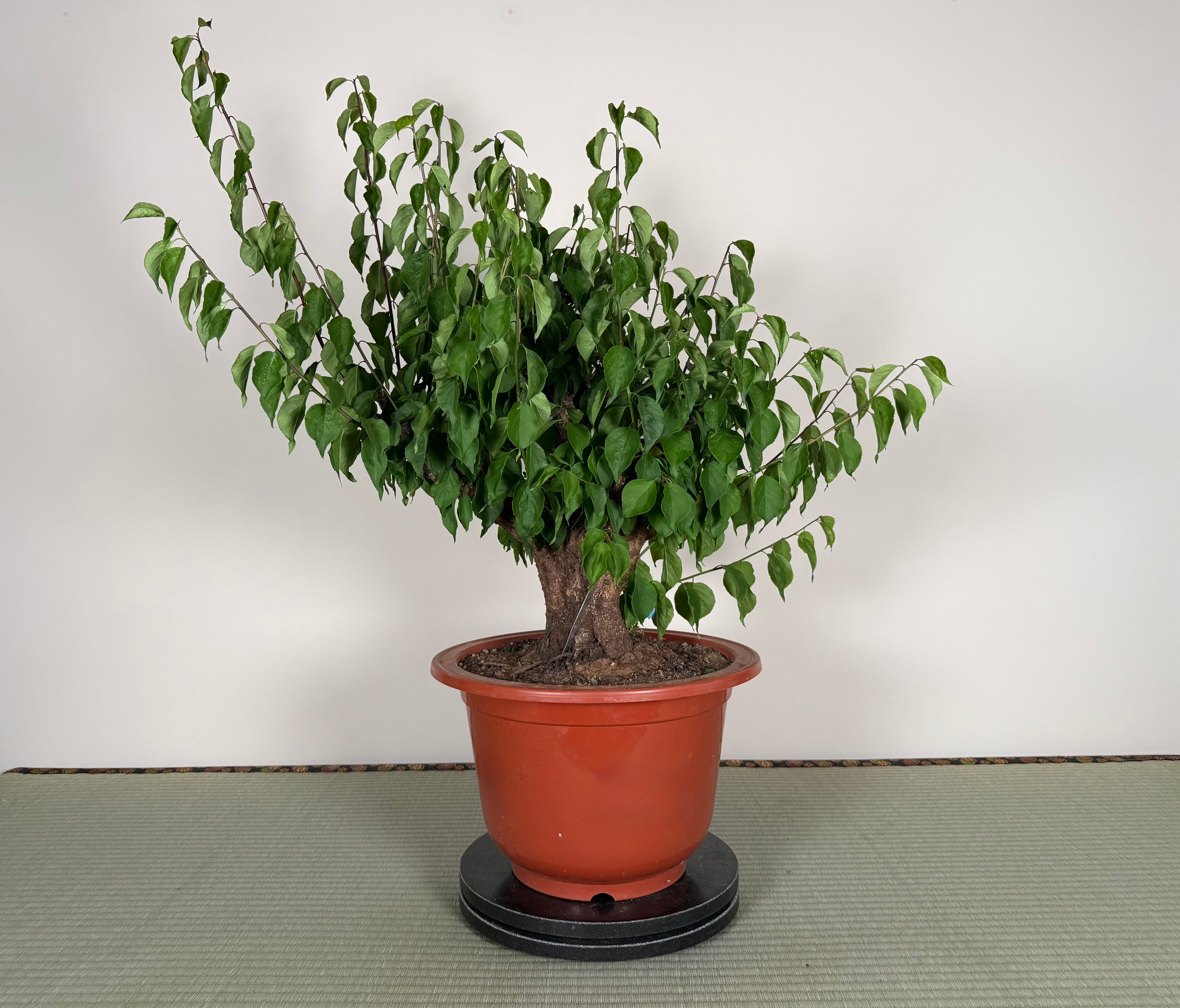 Prunus mume 'Gǔ lǐ hóng'