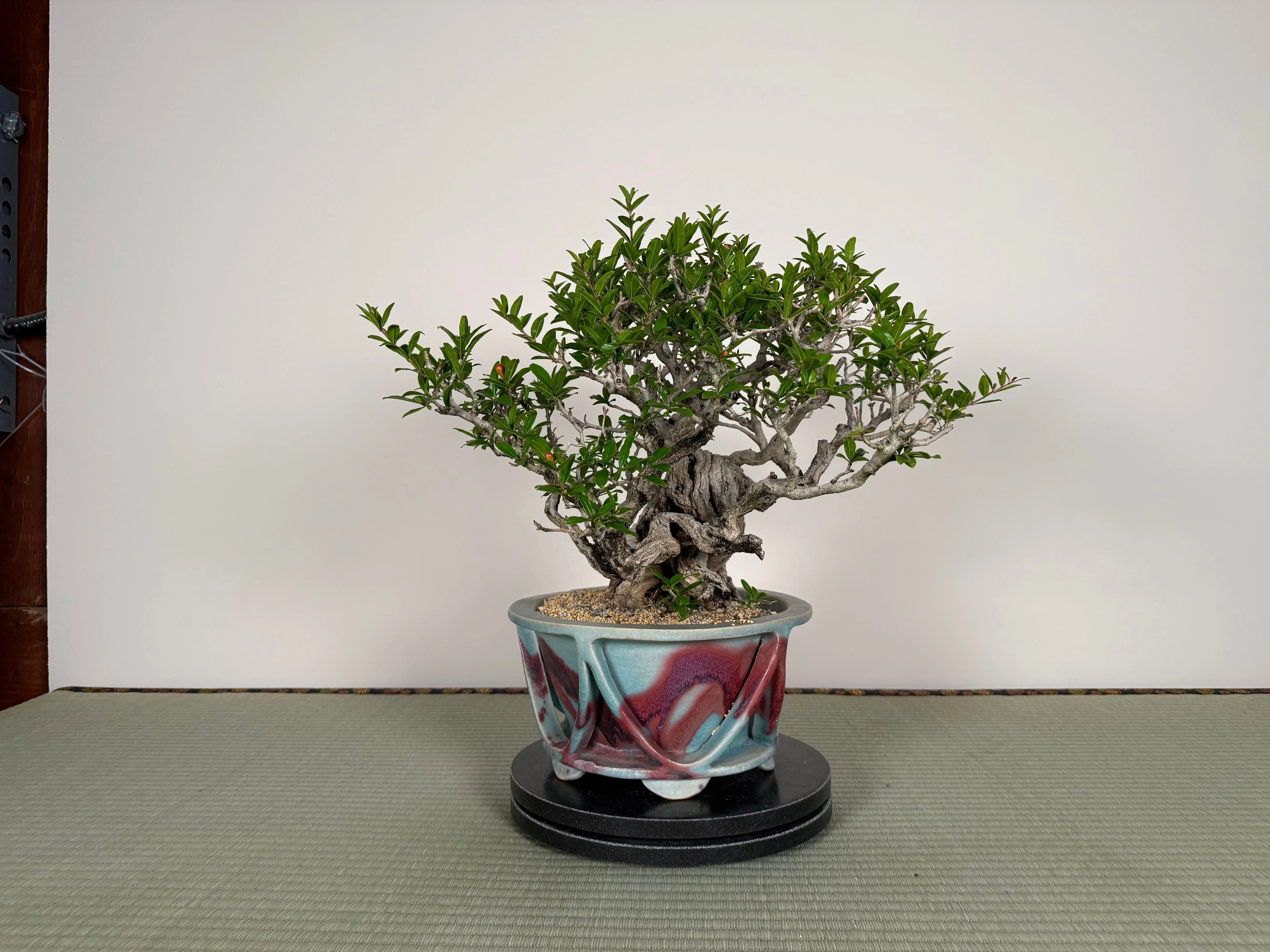 Punica granatum 25th Anniversary Gafu-ten Canada Bonsai