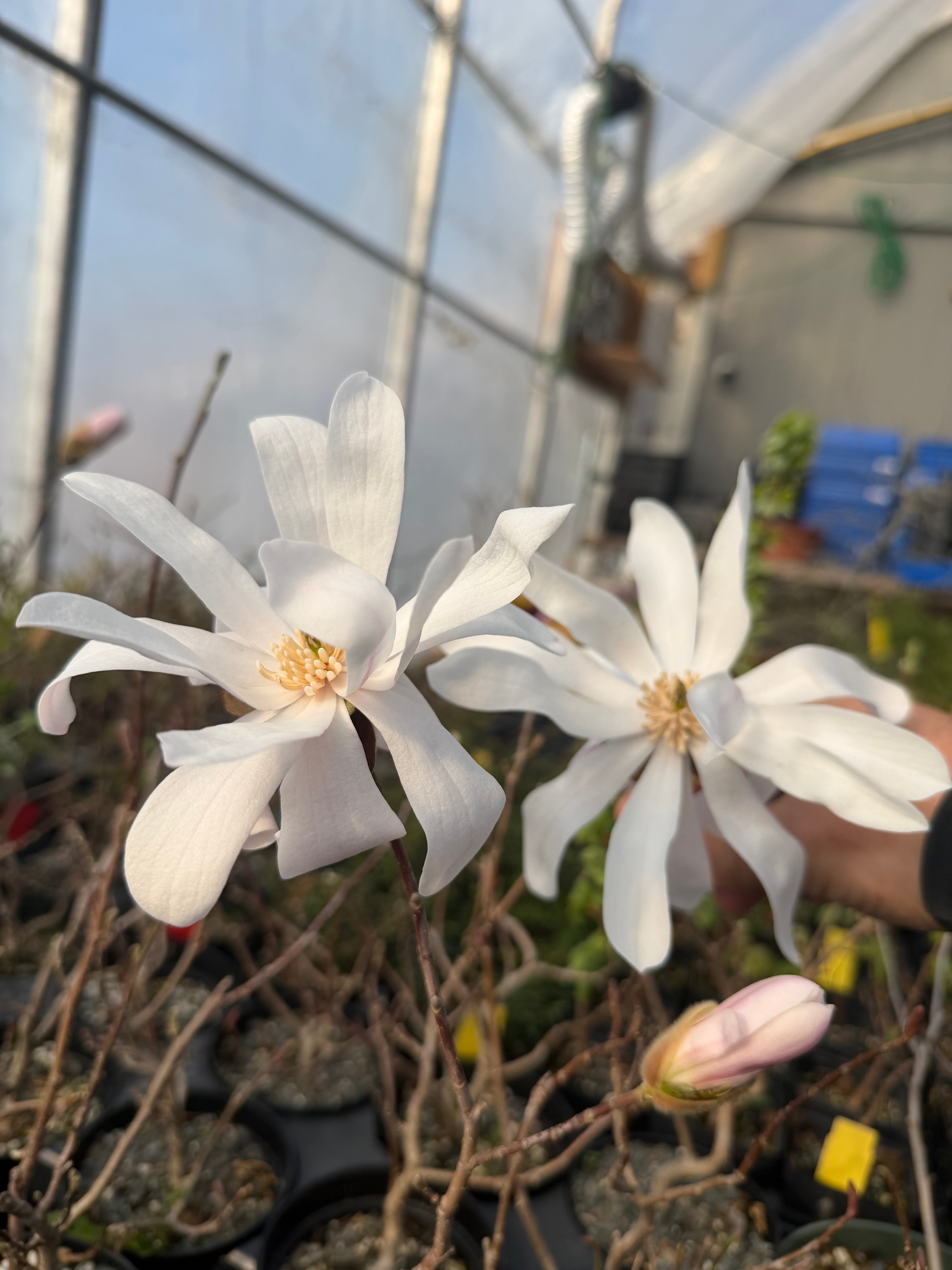 Magnolia (white/pink flower)