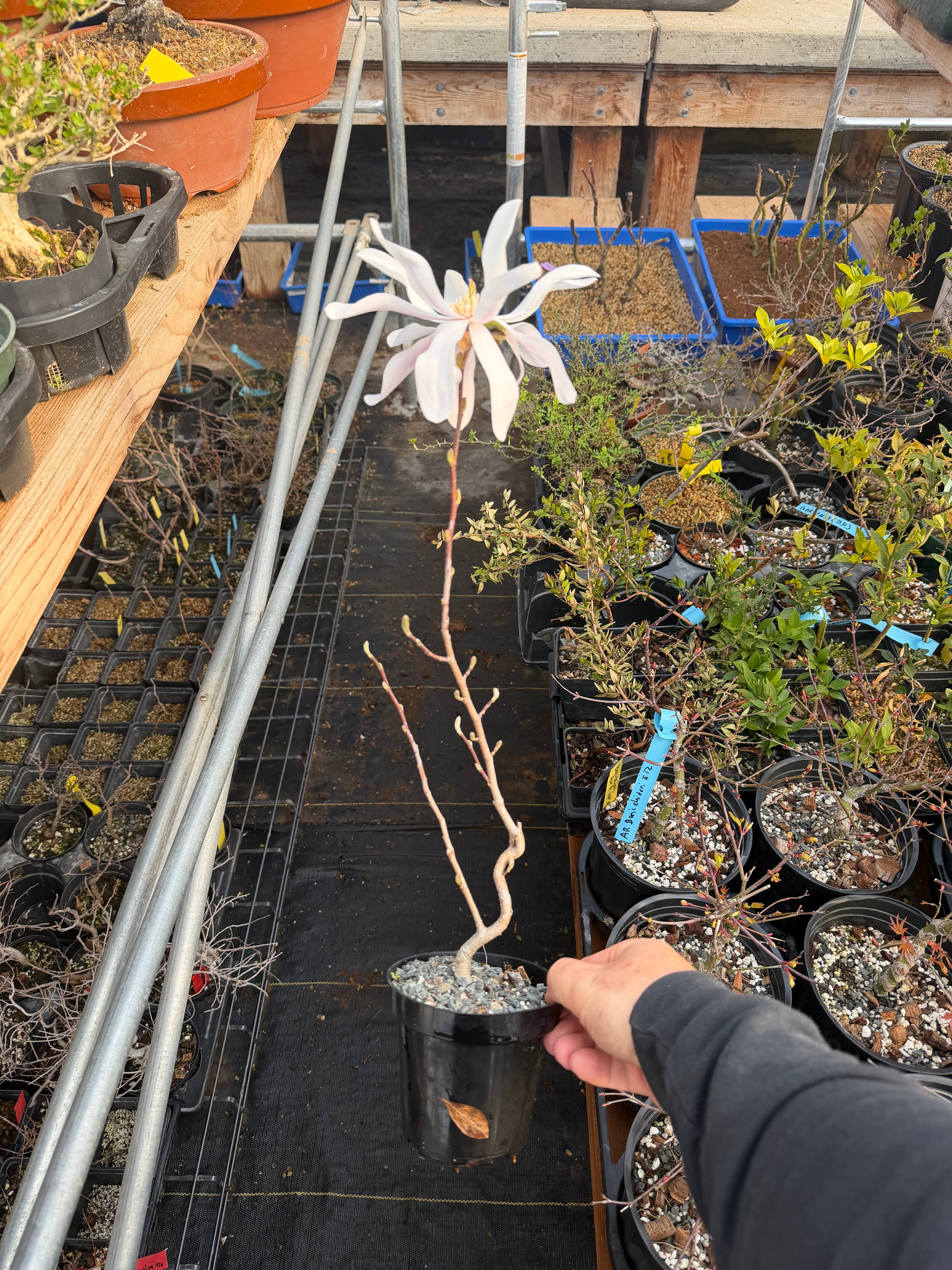 Magnolia (white/pink flower)