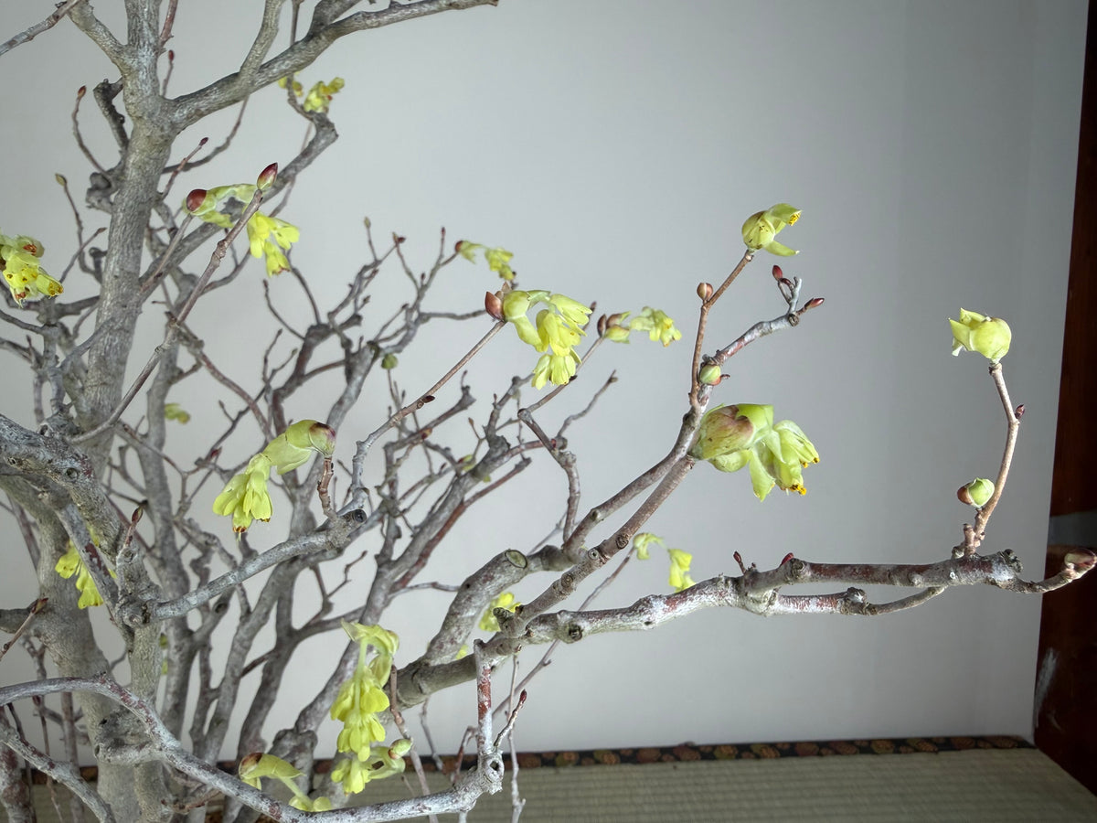 Corylopsis spicata