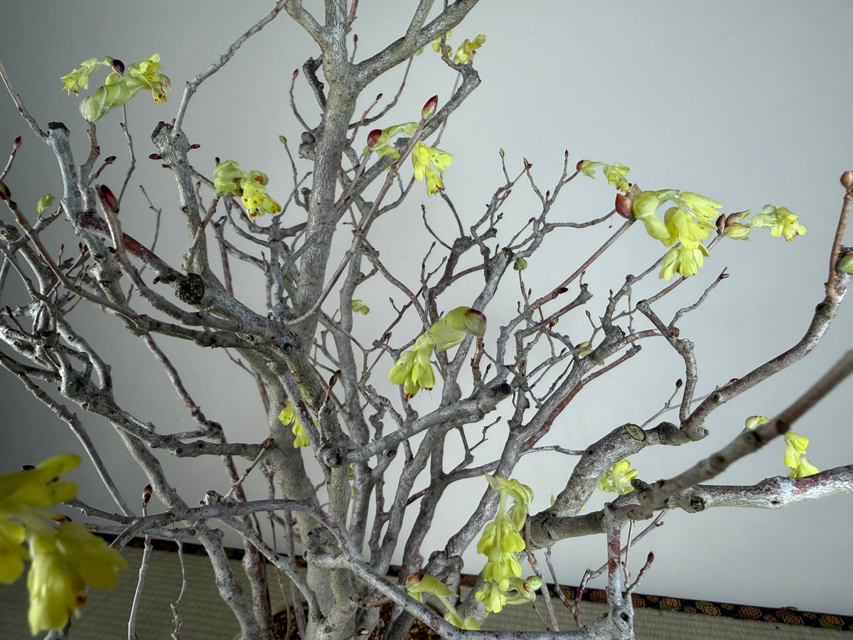 Corylopsis spicata