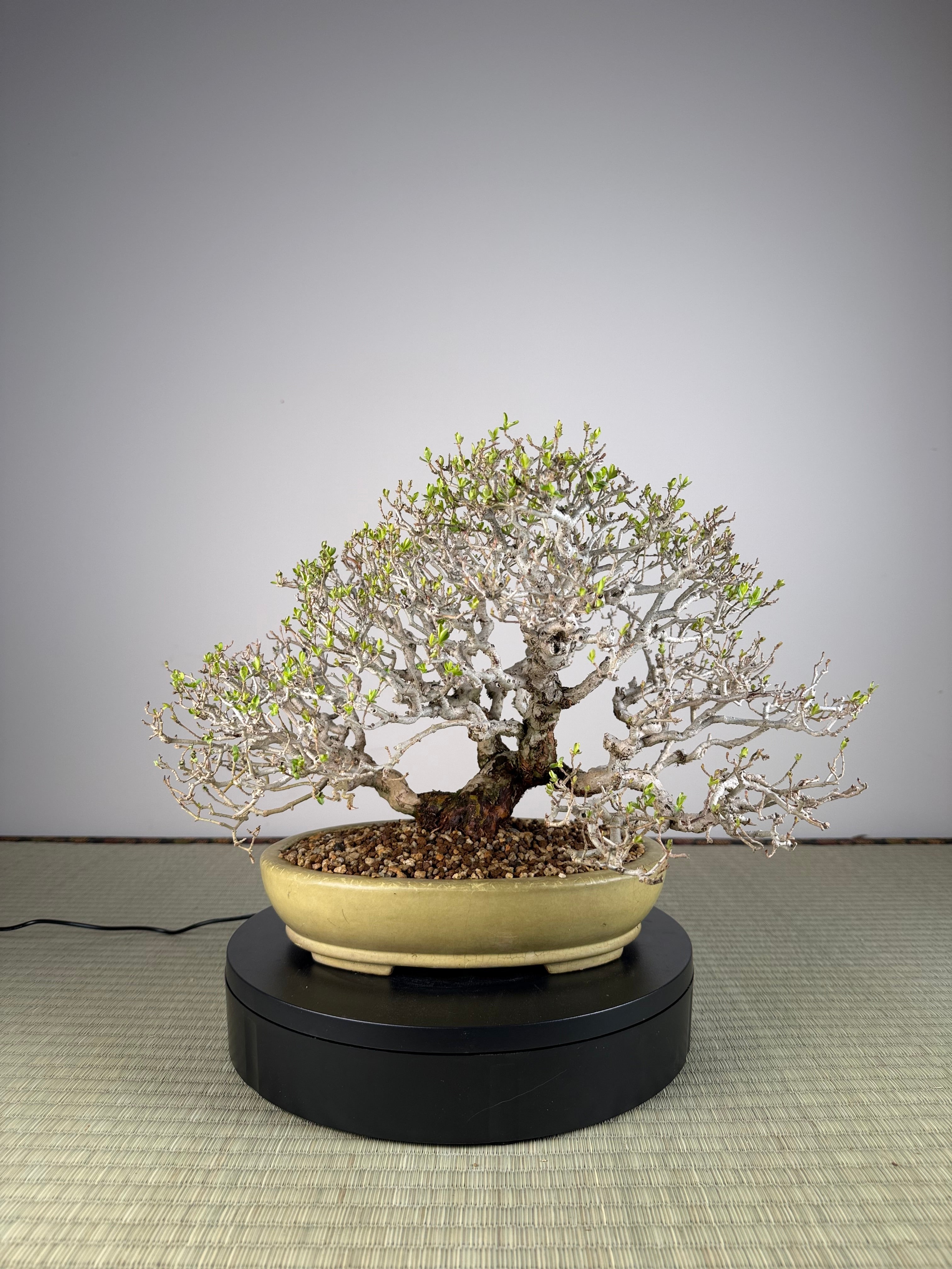 Ligustrum Arakawa *Voir note*