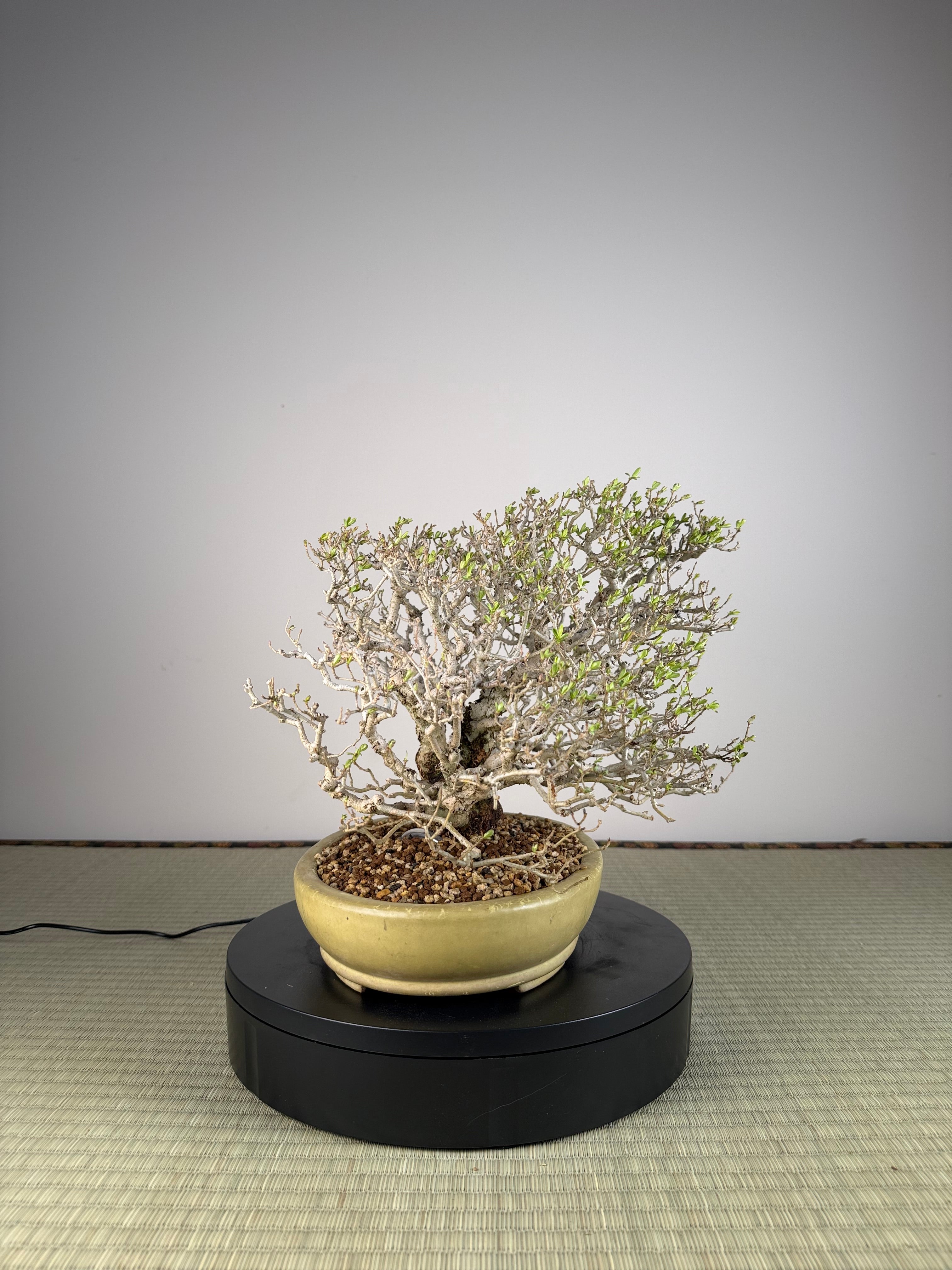 Ligustrum Arakawa *Voir note*