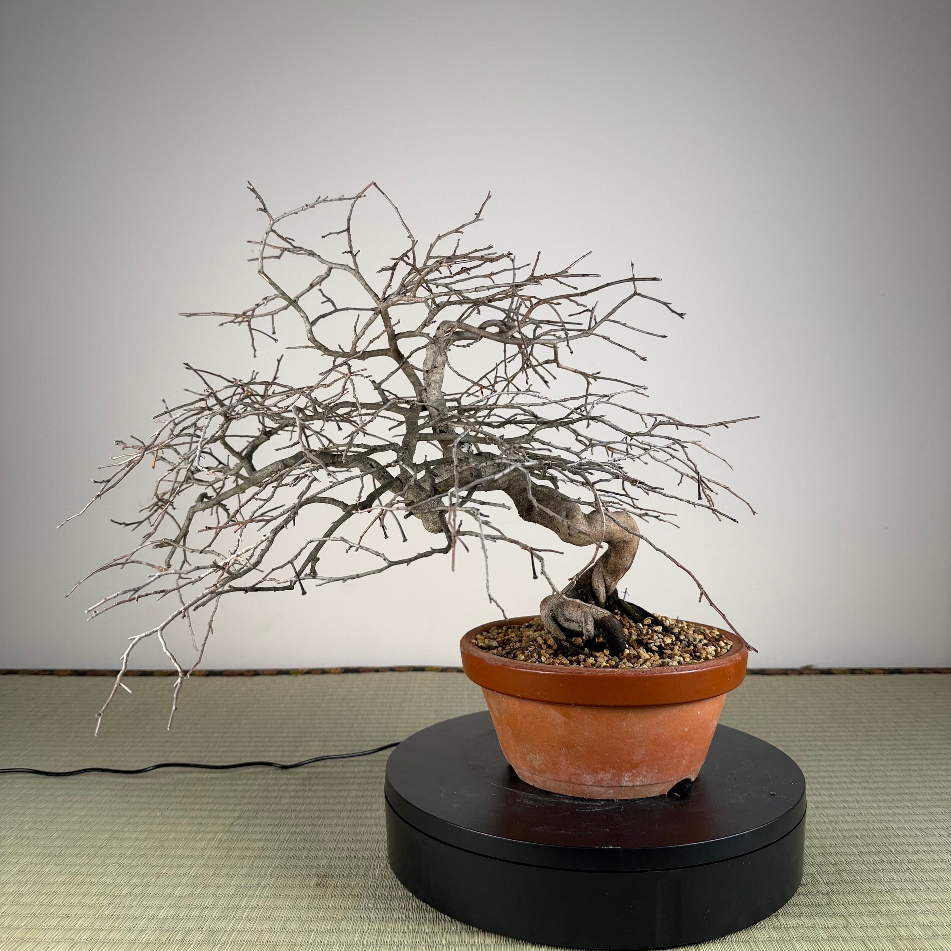 Diospyros rhombifolia