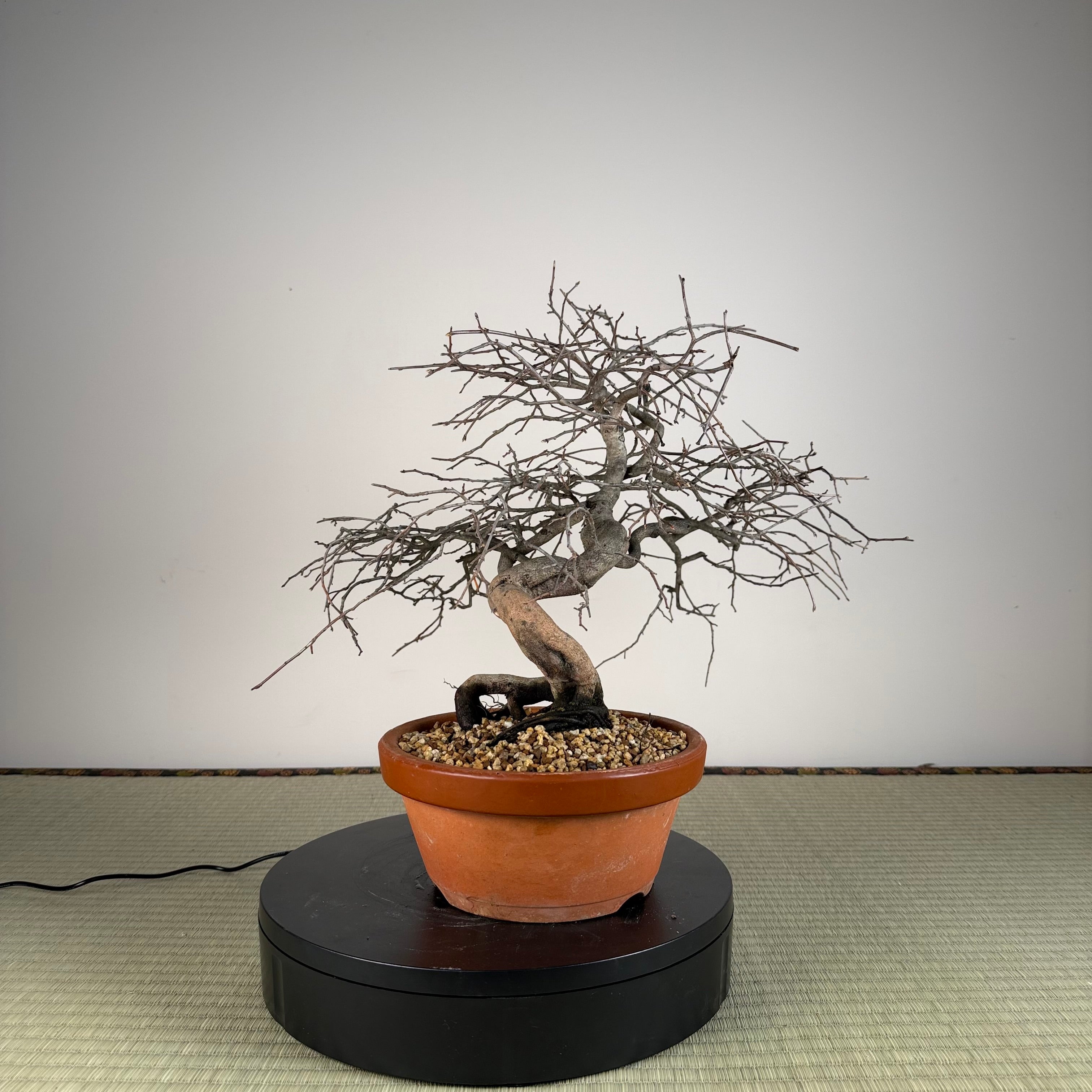 Diospyros rhombifolia