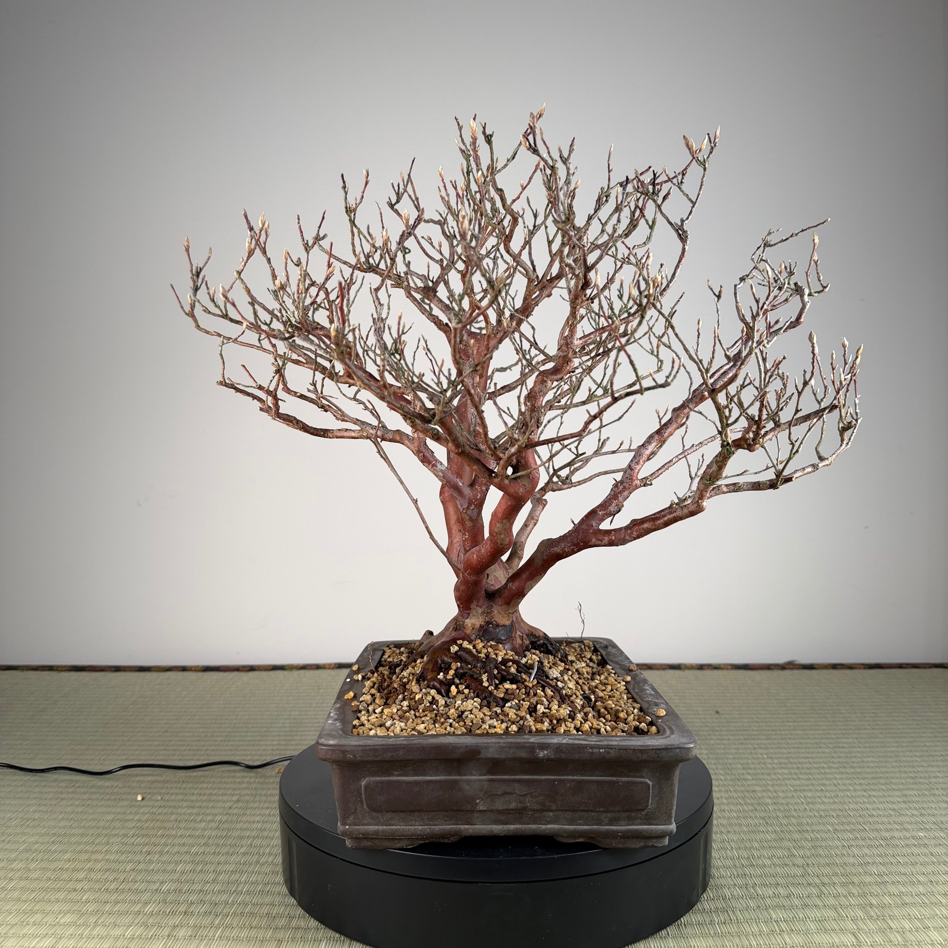 Stewartia monadelpha