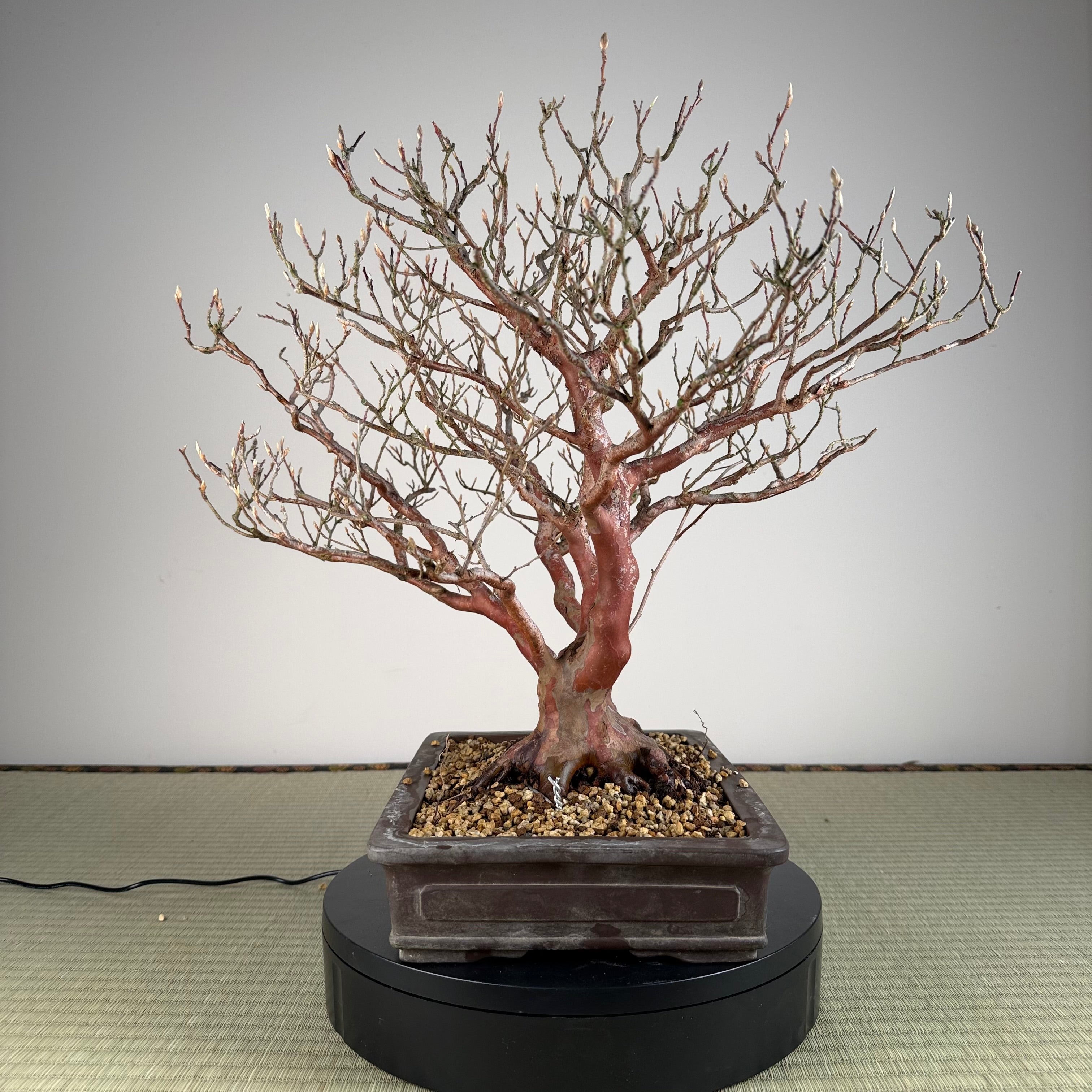 Stewartia monadelpha