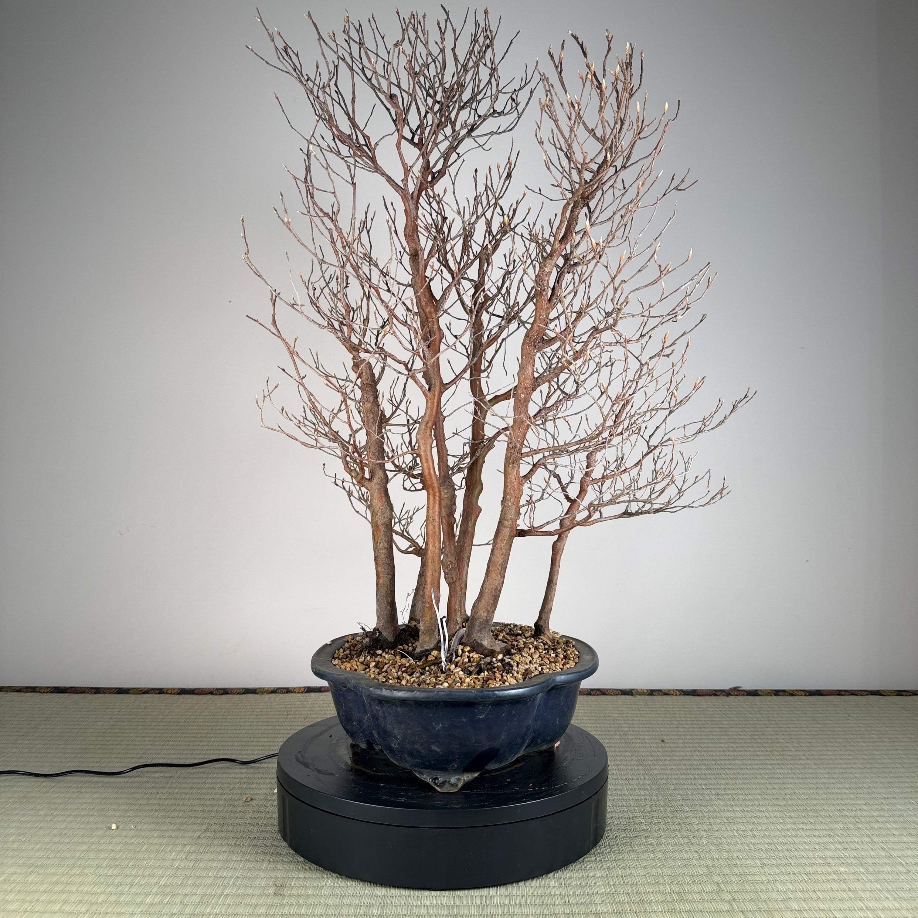 Stewartia monadelpha