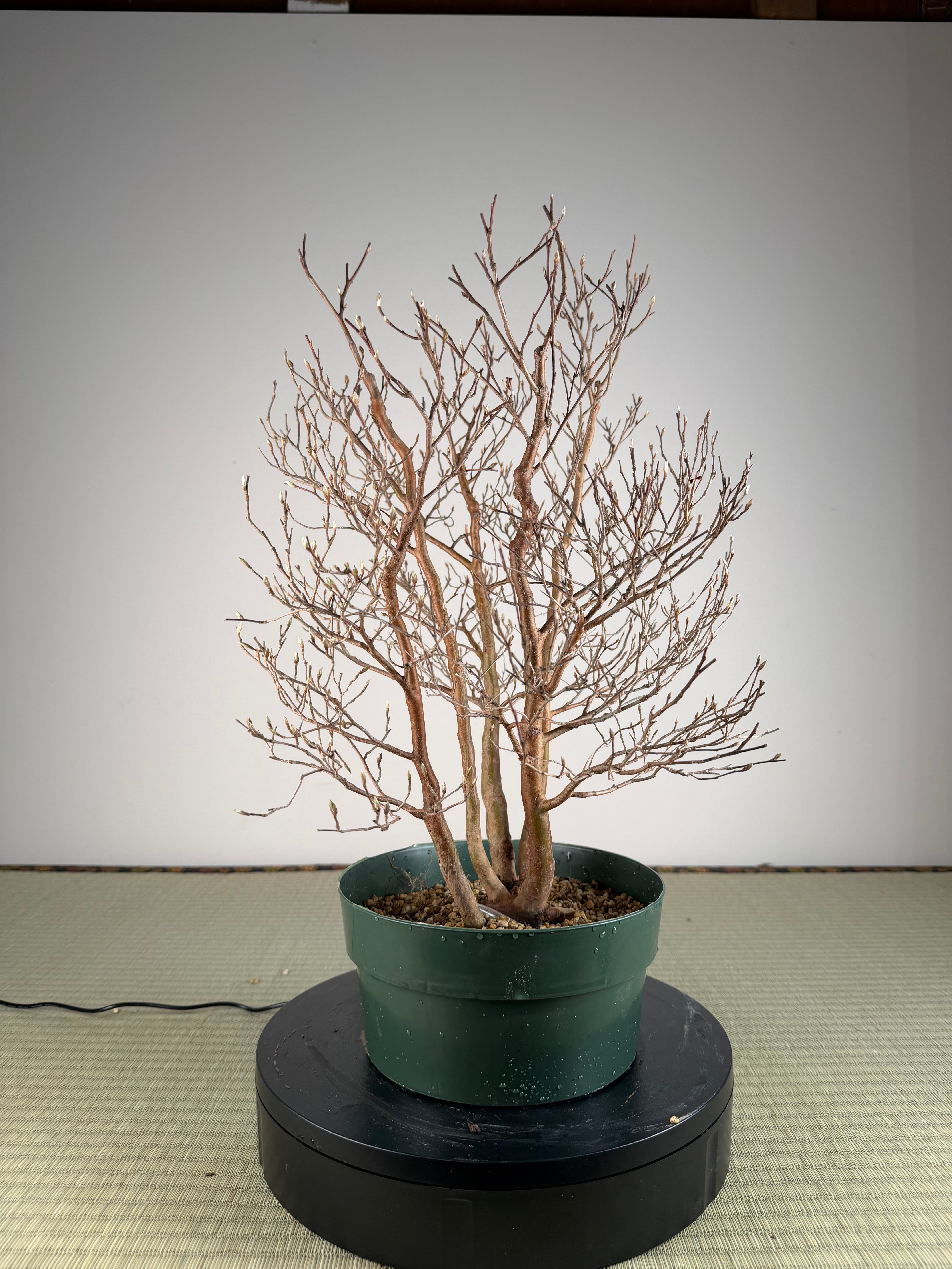 Stewartia monadelpha