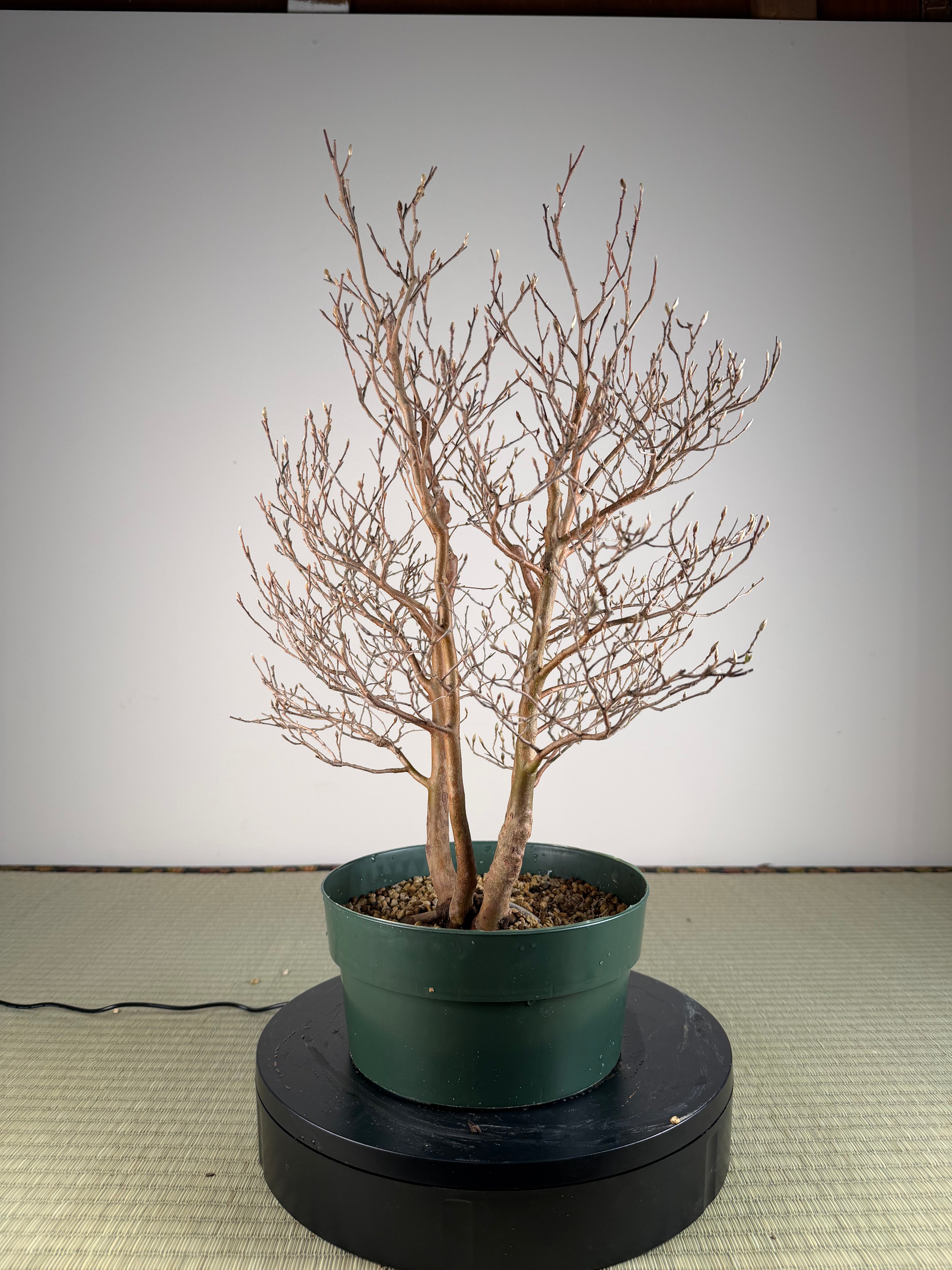 Stewartia monadelpha