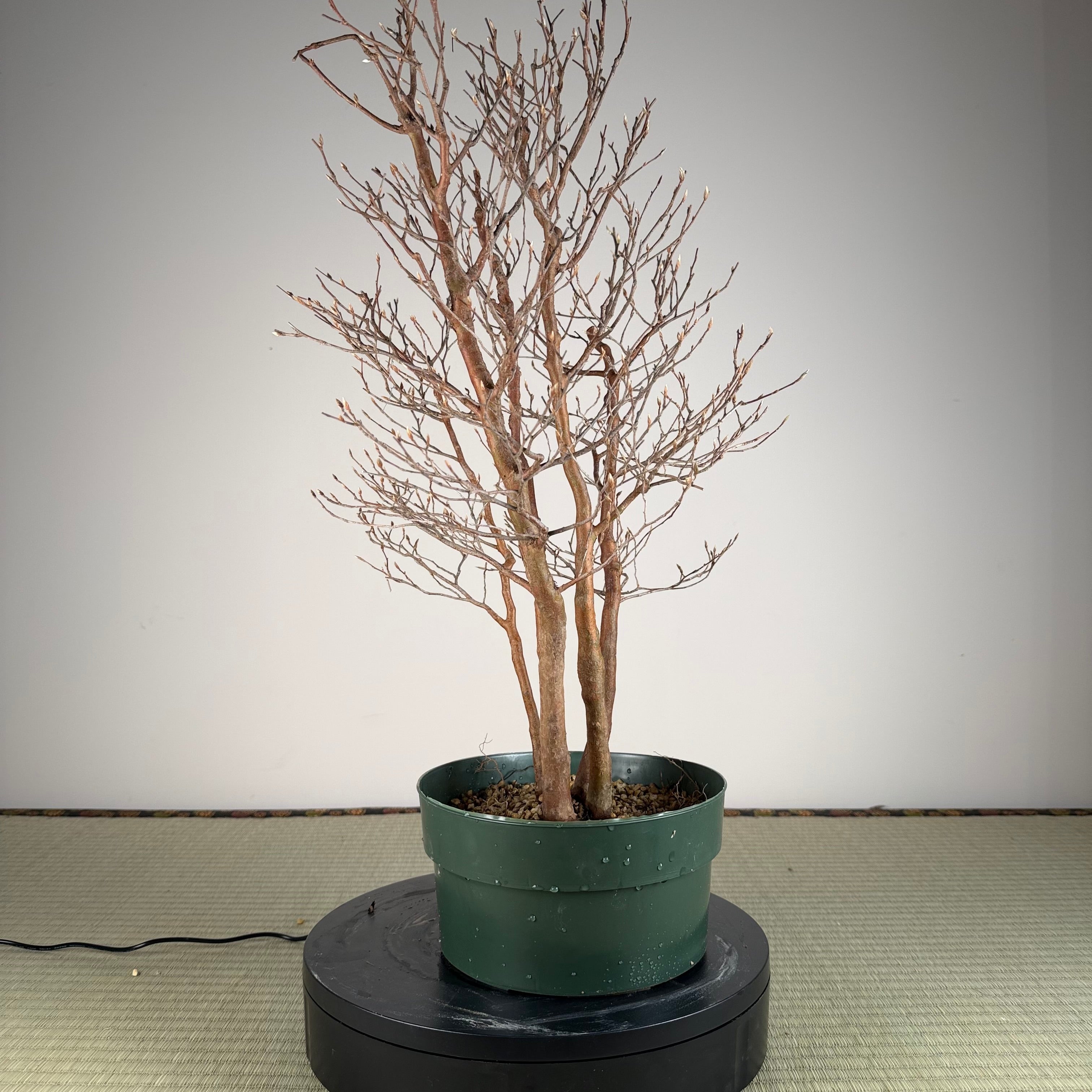 Stewartia monadelpha