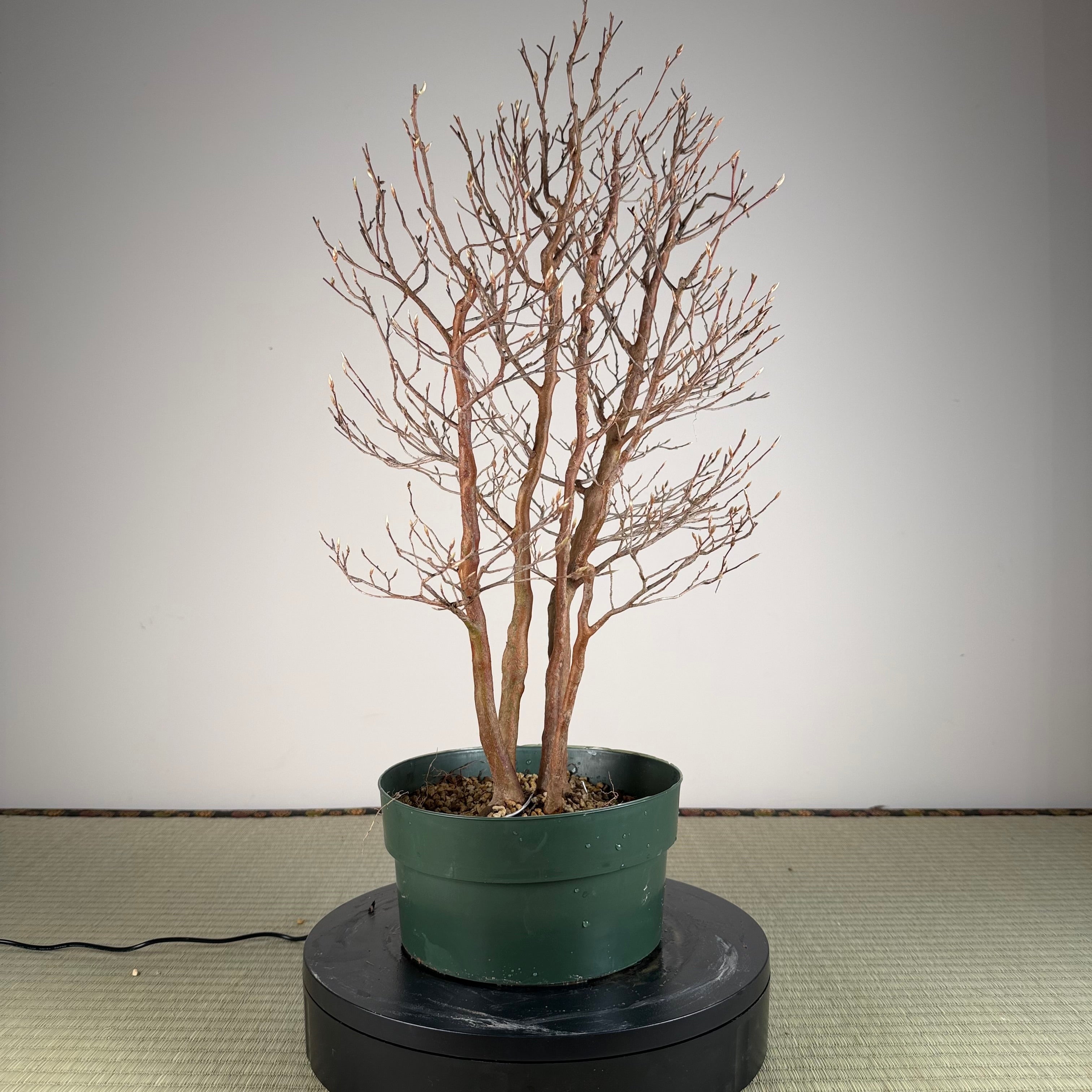 Stewartia monadelpha