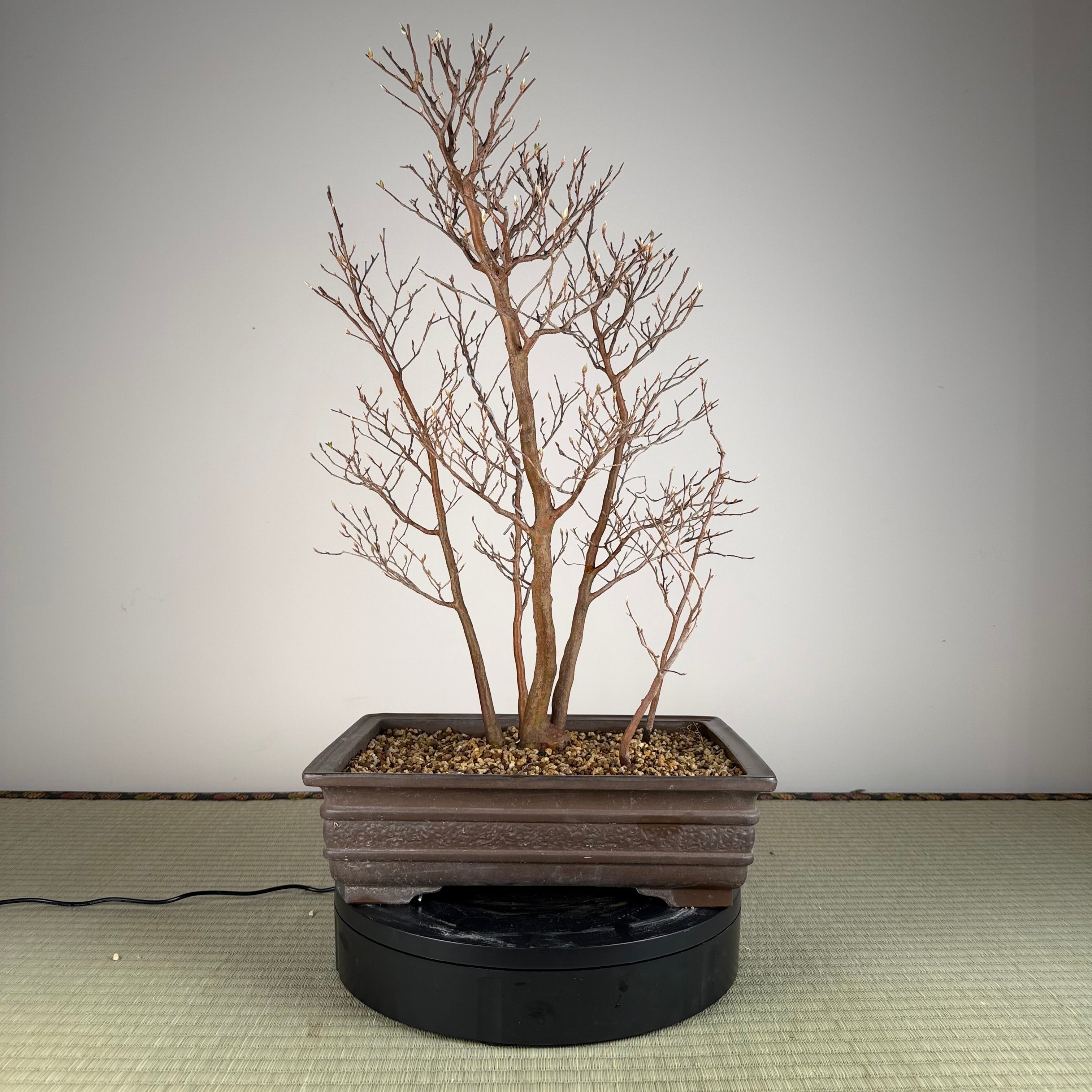 Stewartia monadelpha