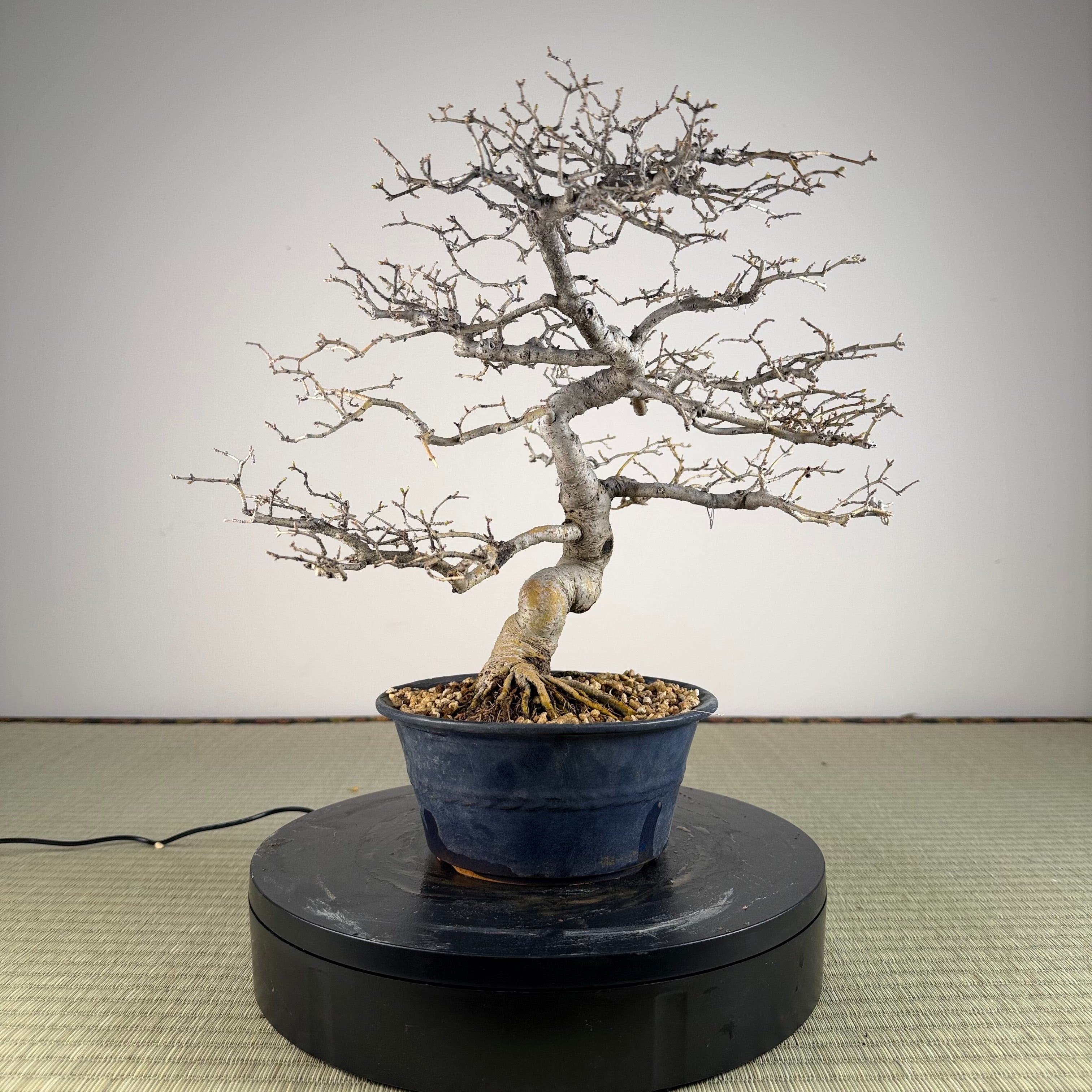 Ligustrum Arakawa *Voir note*