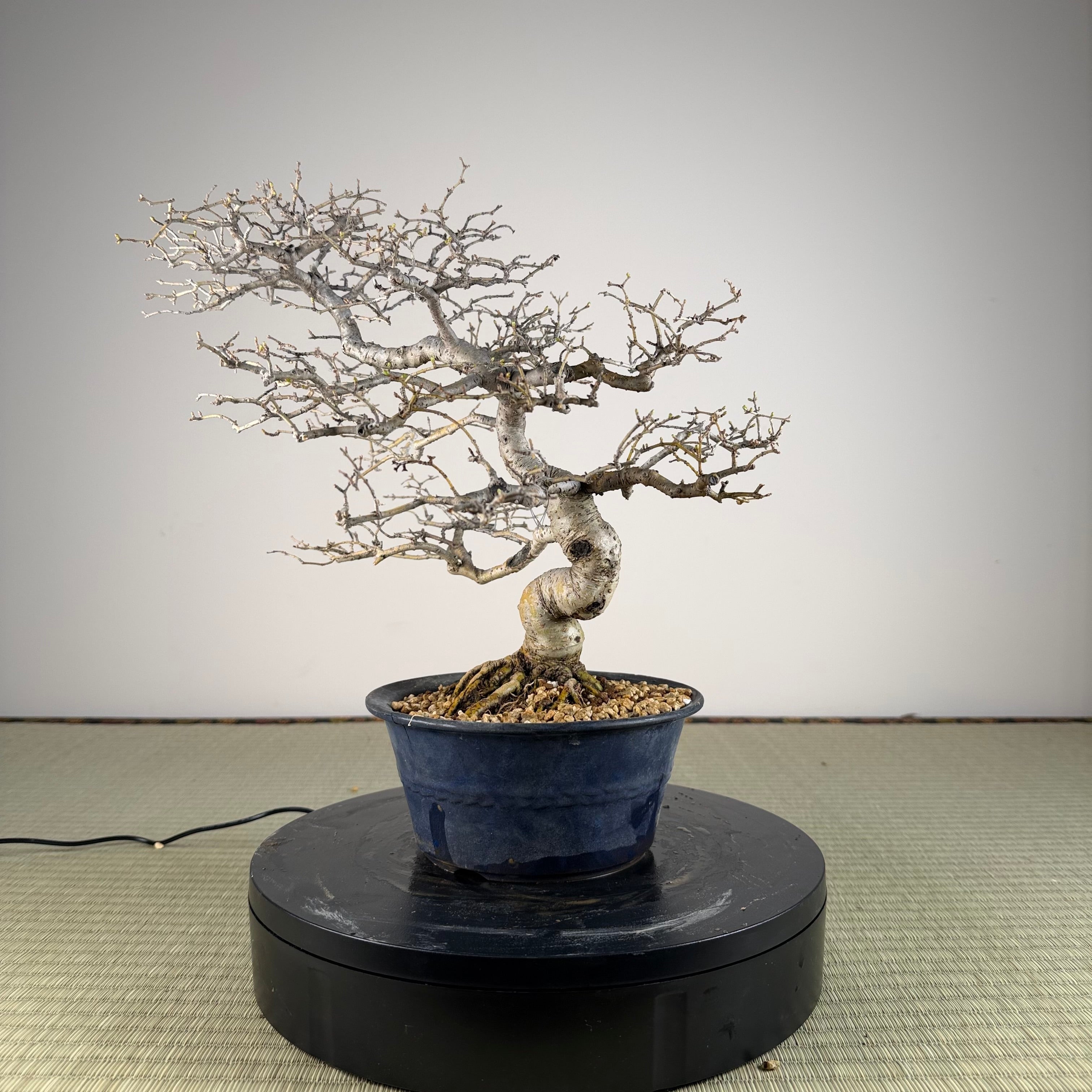 Ligustrum Arakawa *Voir note*