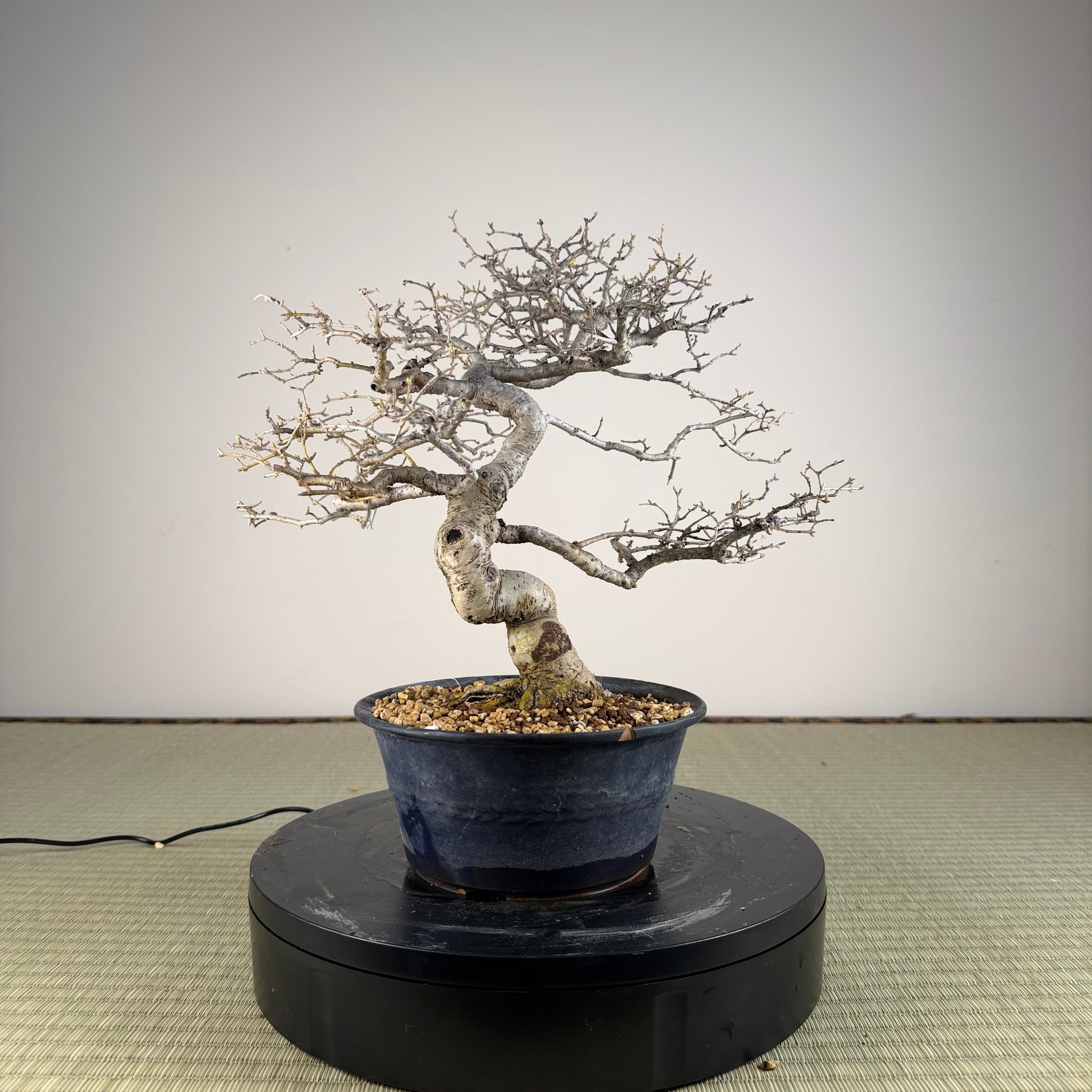 Ligustrum Arakawa *Voir note*