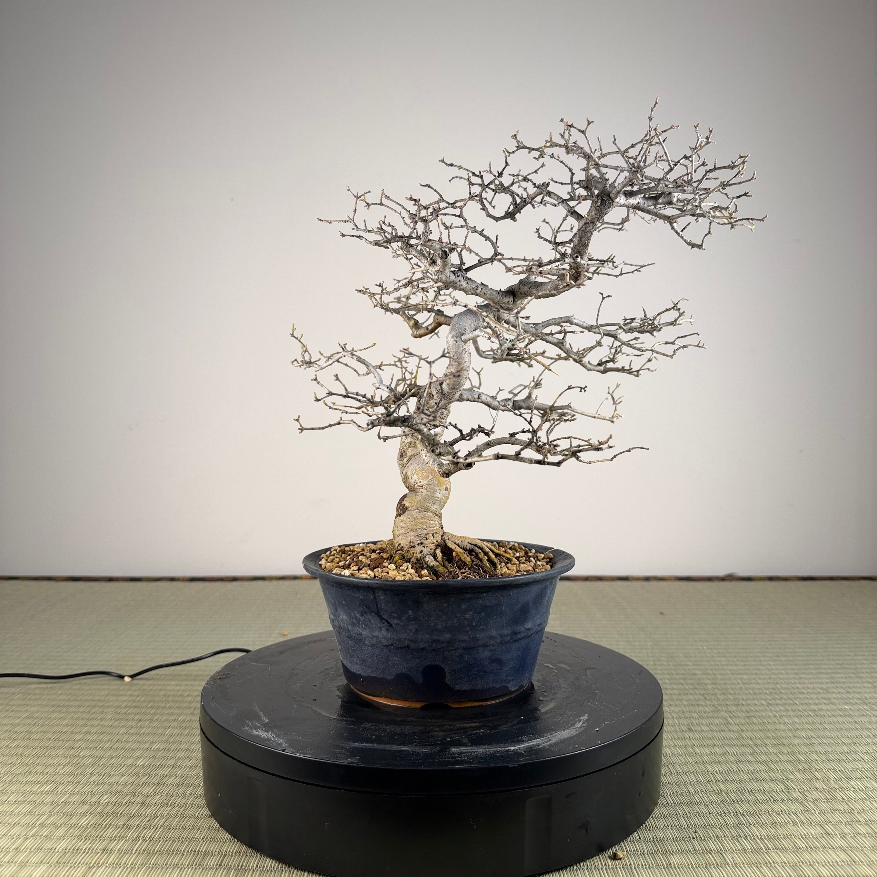 Ligustrum Arakawa *Voir note*