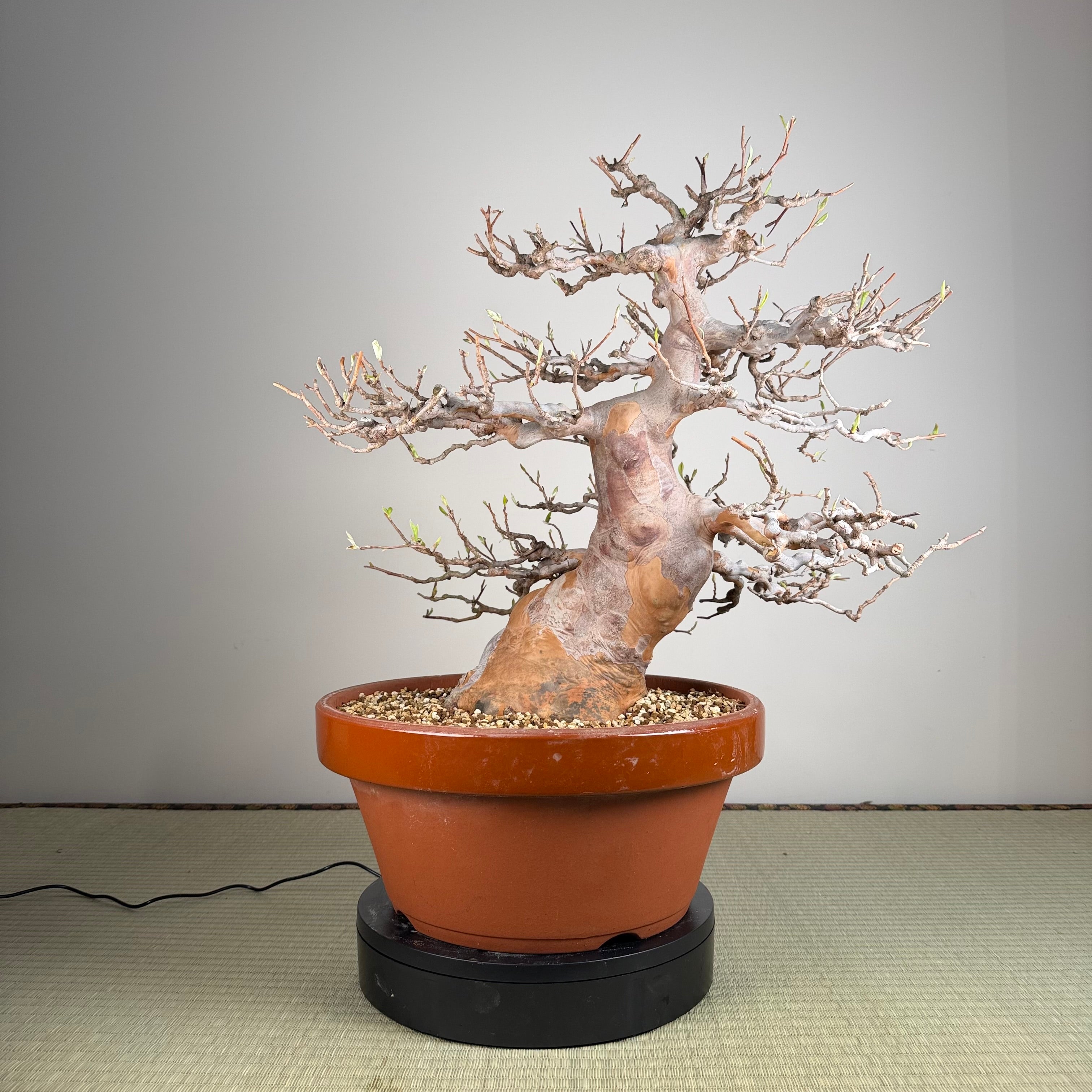 Stewartia monadelpha