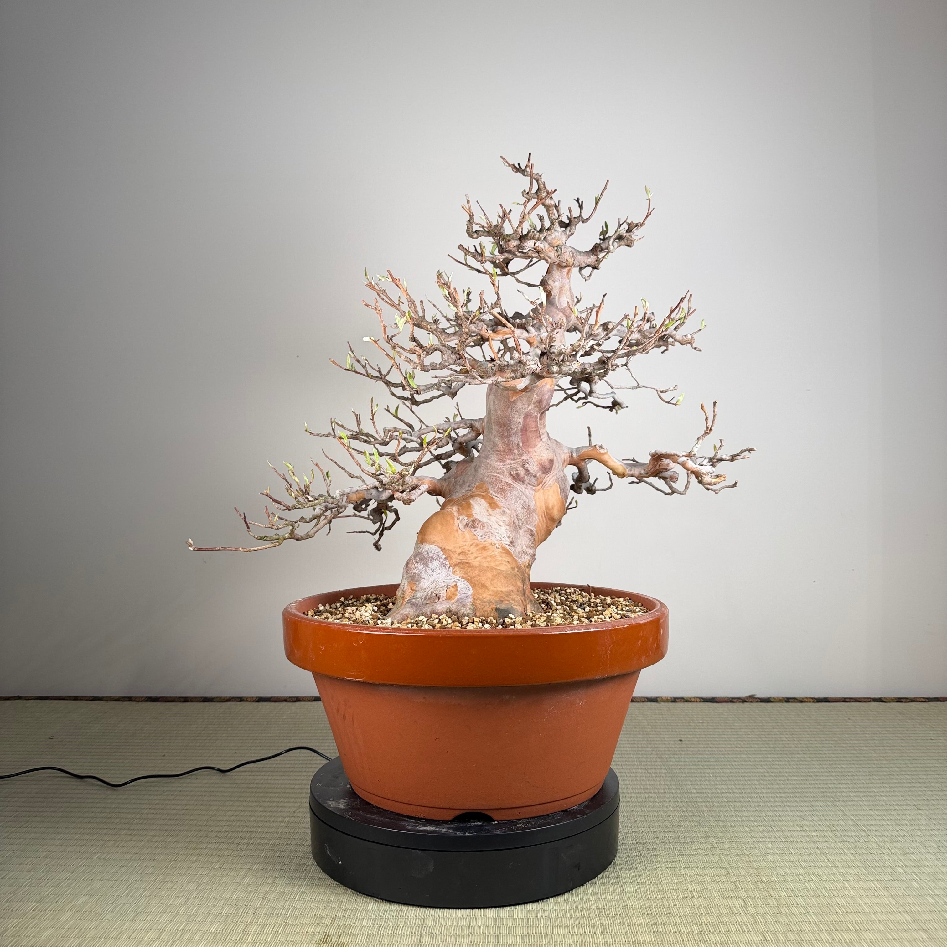 Stewartia monadelpha