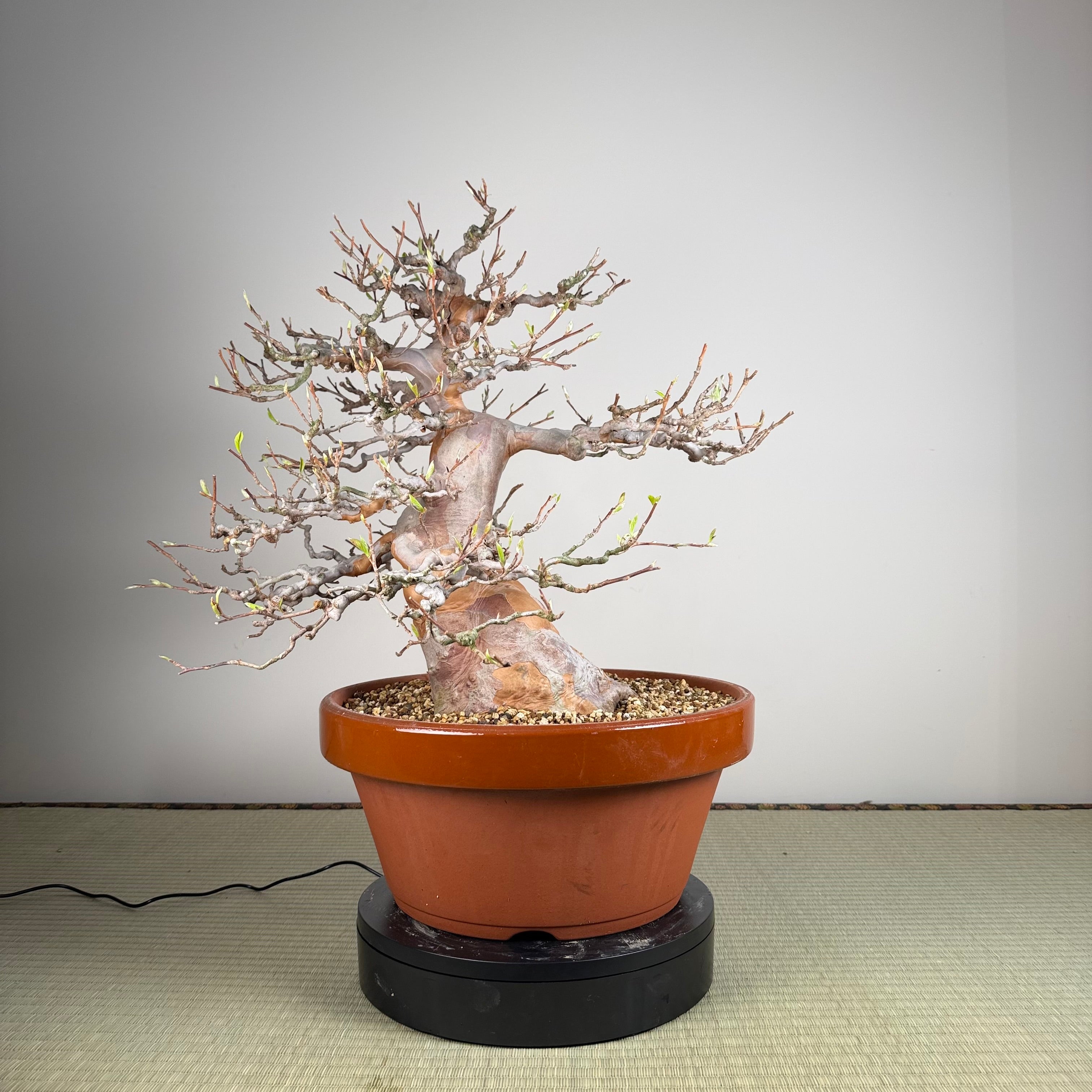 Stewartia monadelpha