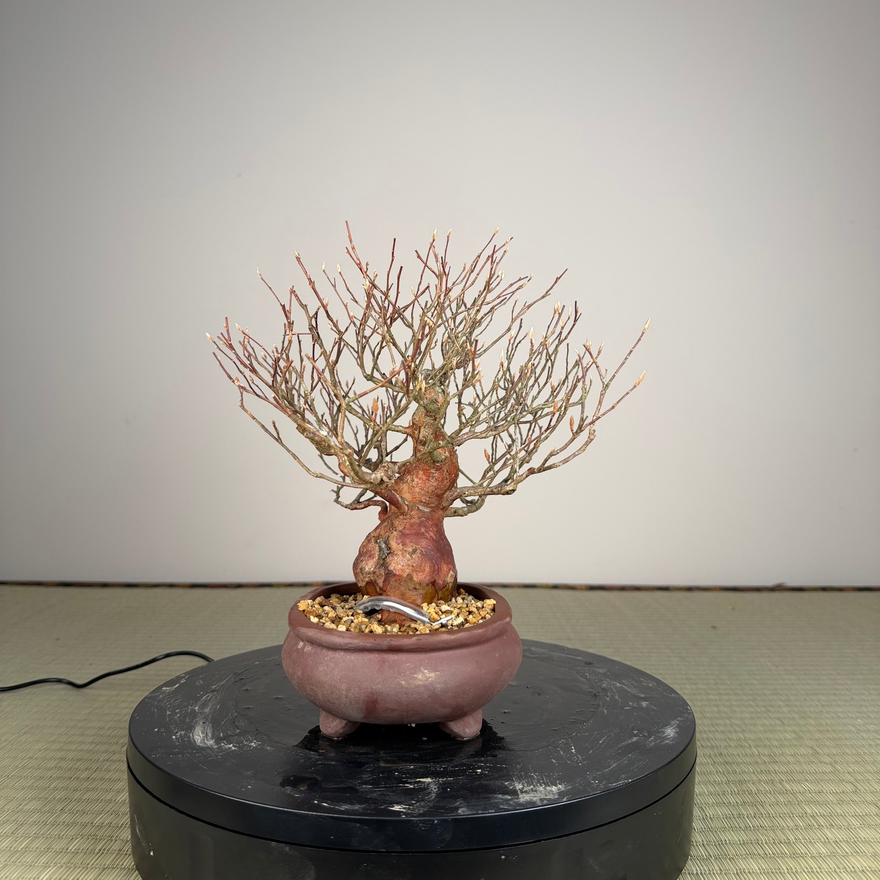 Stewartia monadelpha