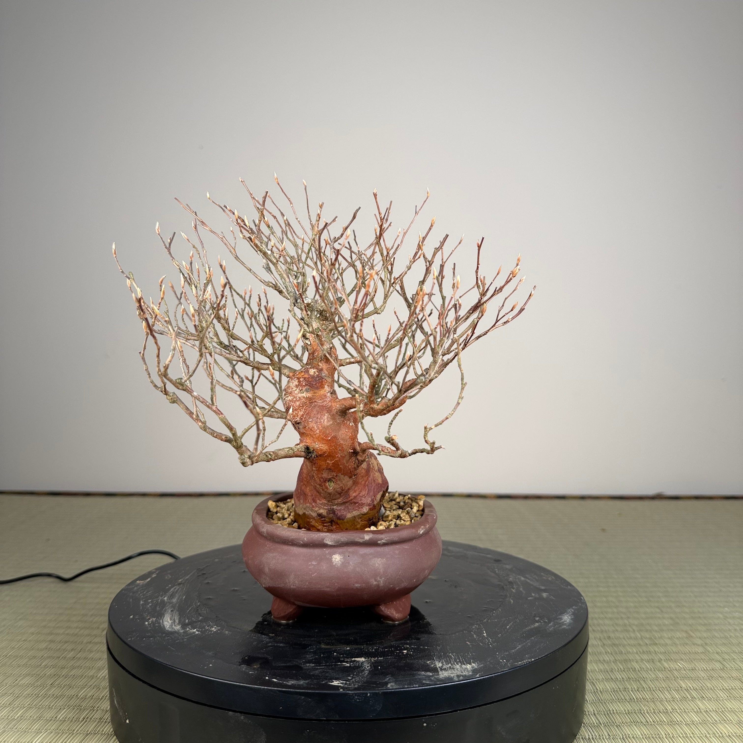 Stewartia monadelpha