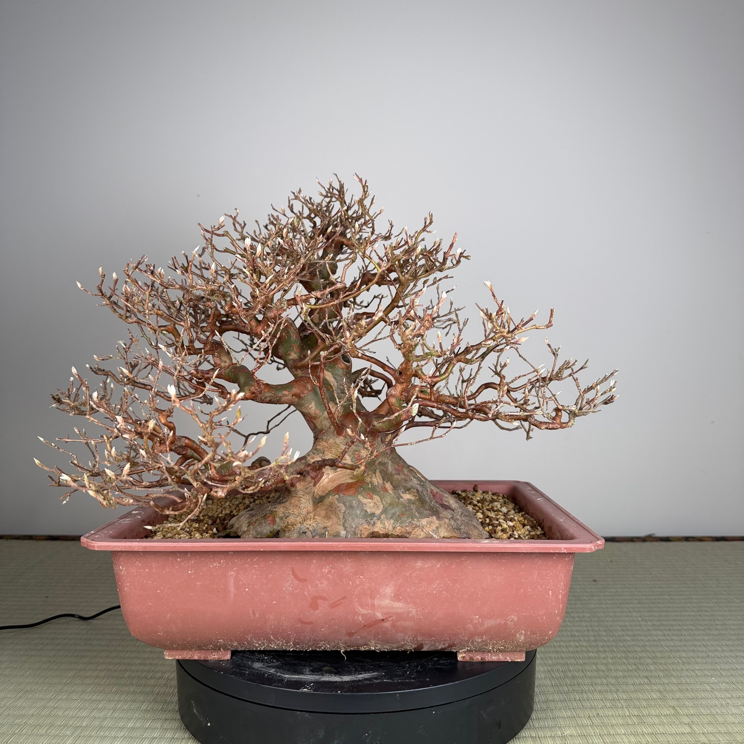 Stewartia monadelpha