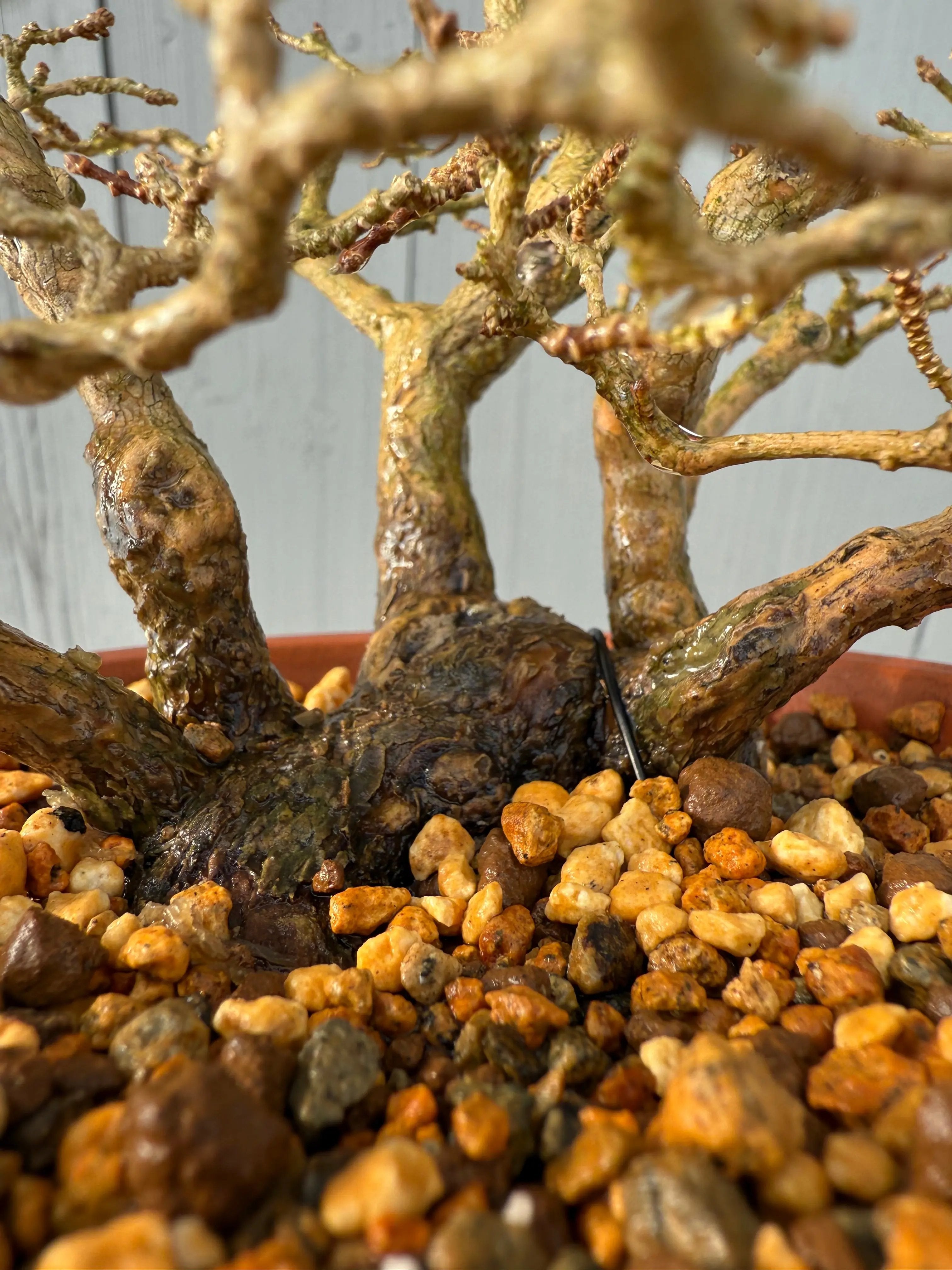 Premna japonica Canada Bonsai