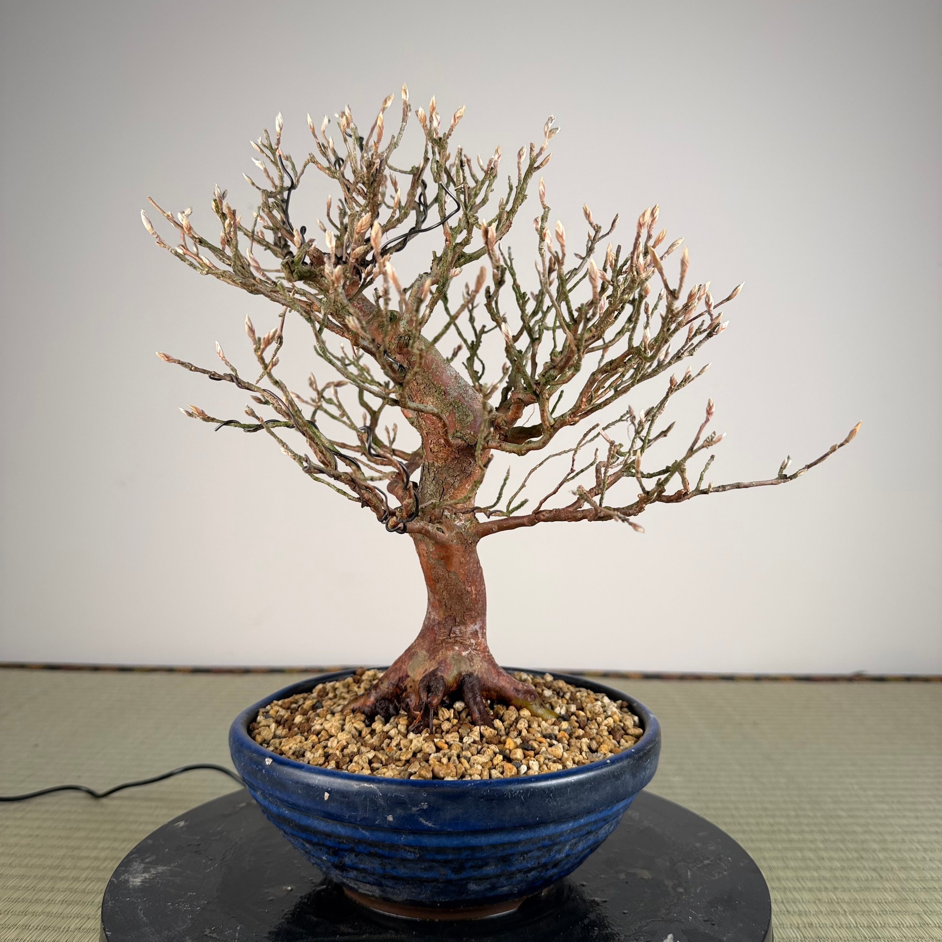 Stewartia monadelpha