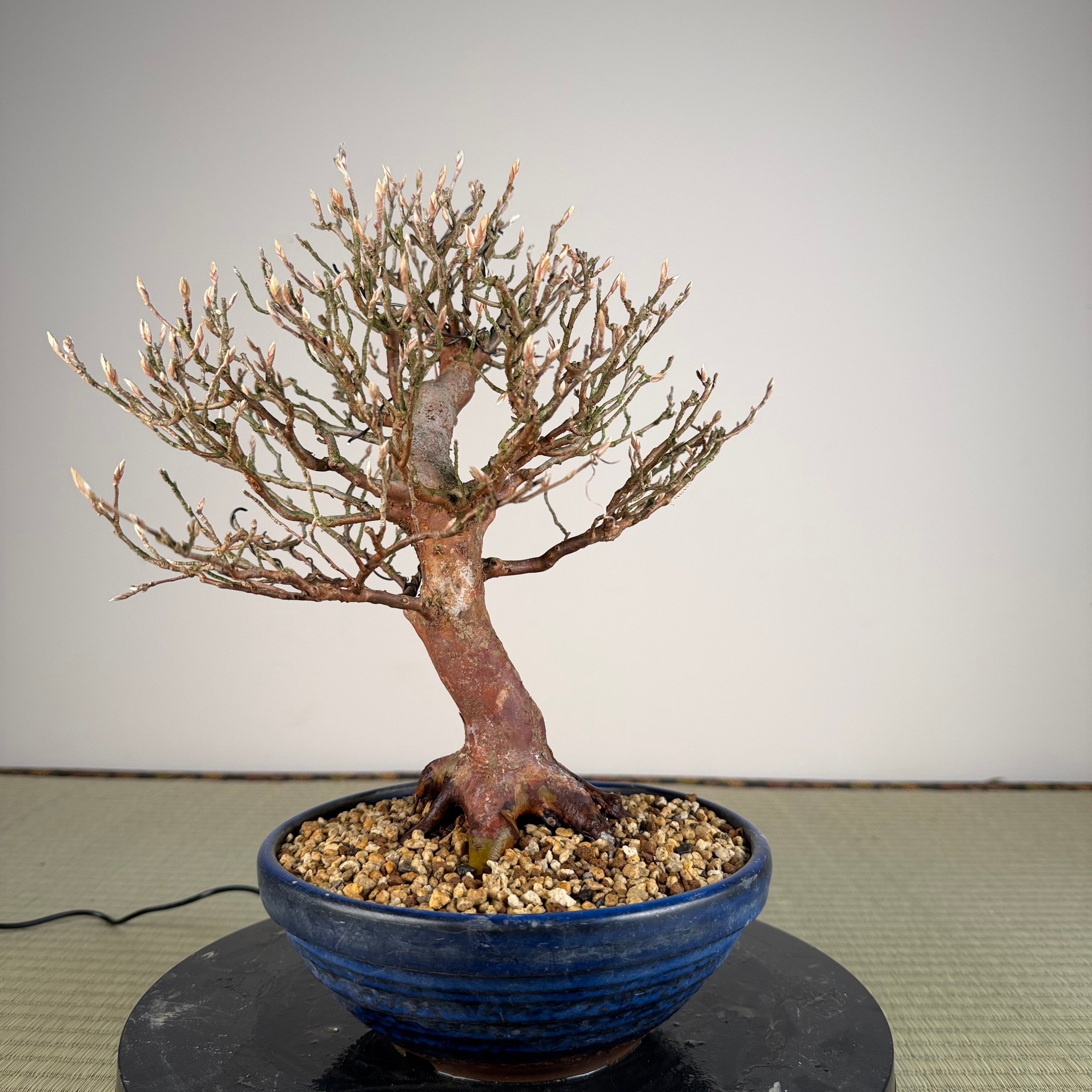 Stewartia monadelpha