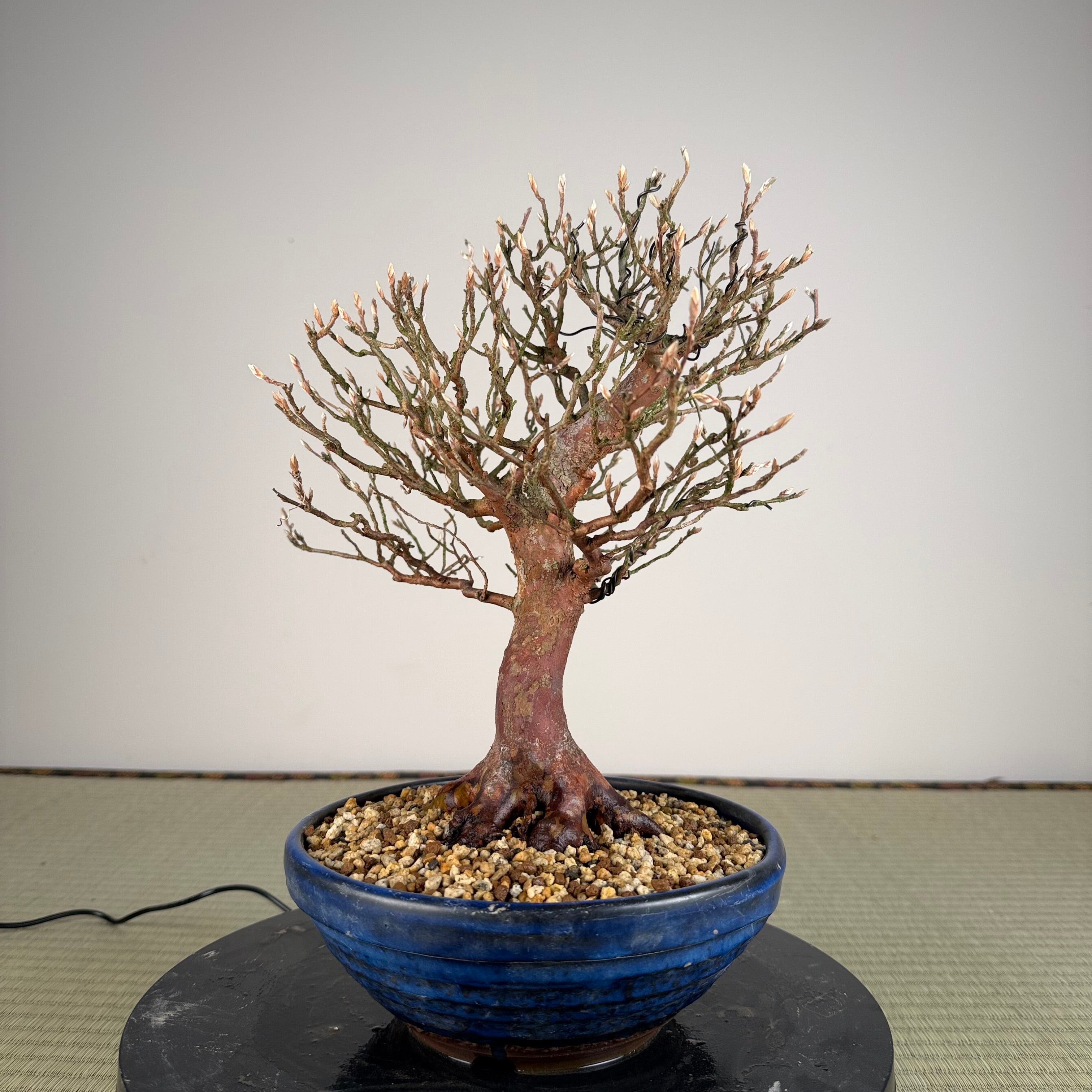 Stewartia monadelpha