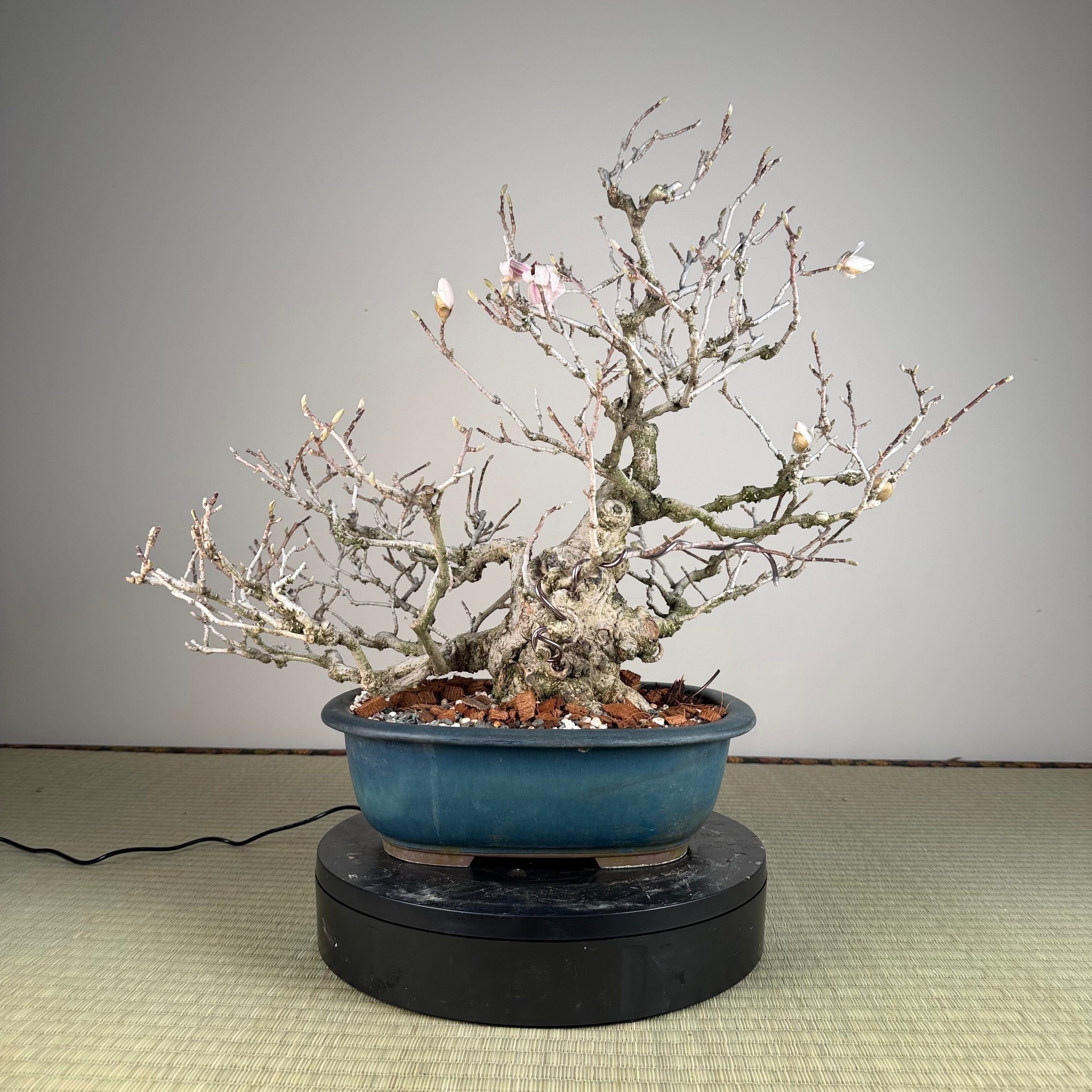 Magnolia kobus (nain)