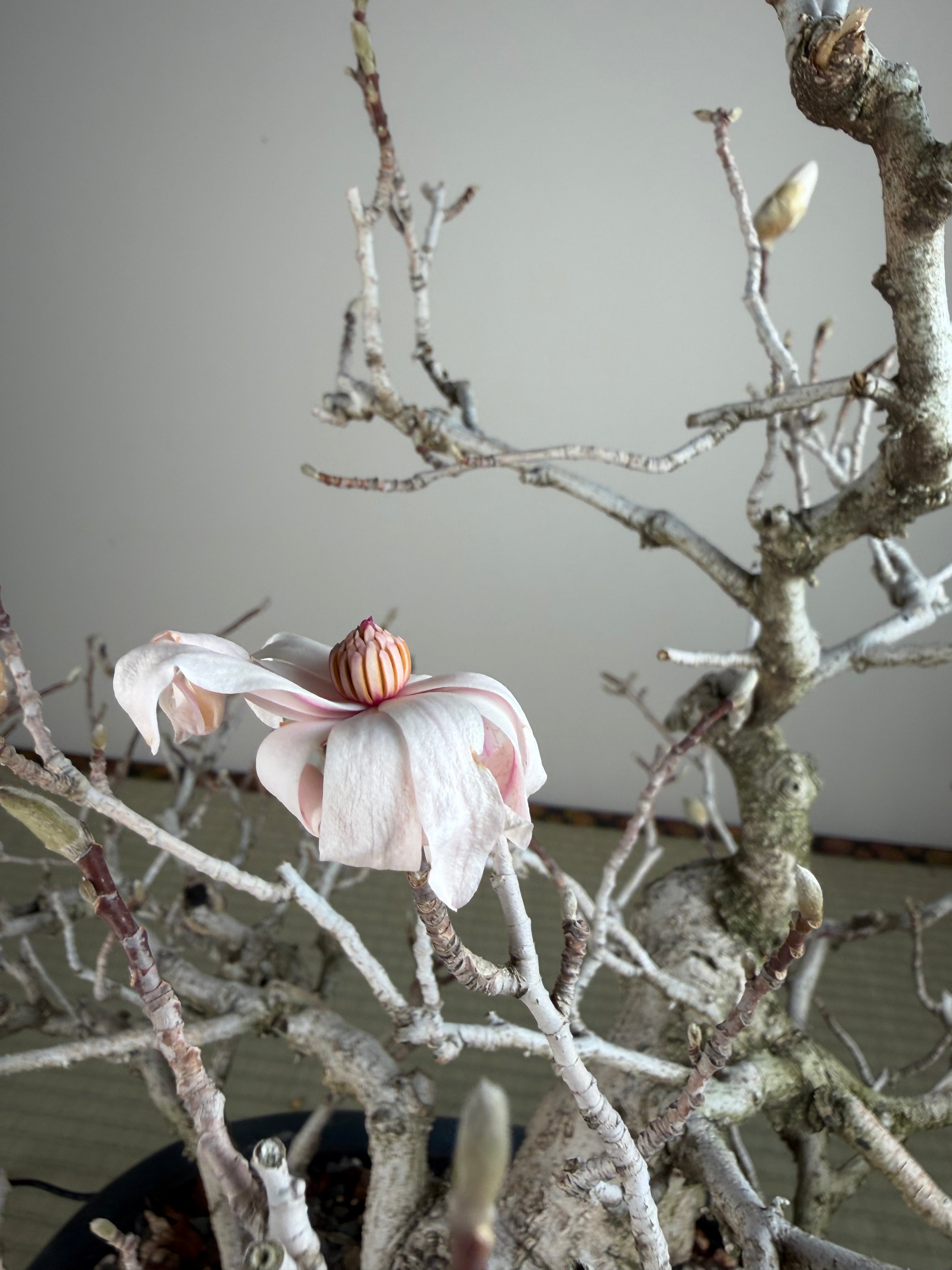 Magnolia kobus (nain)