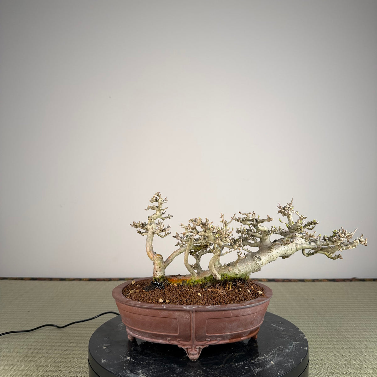 Ligustrum