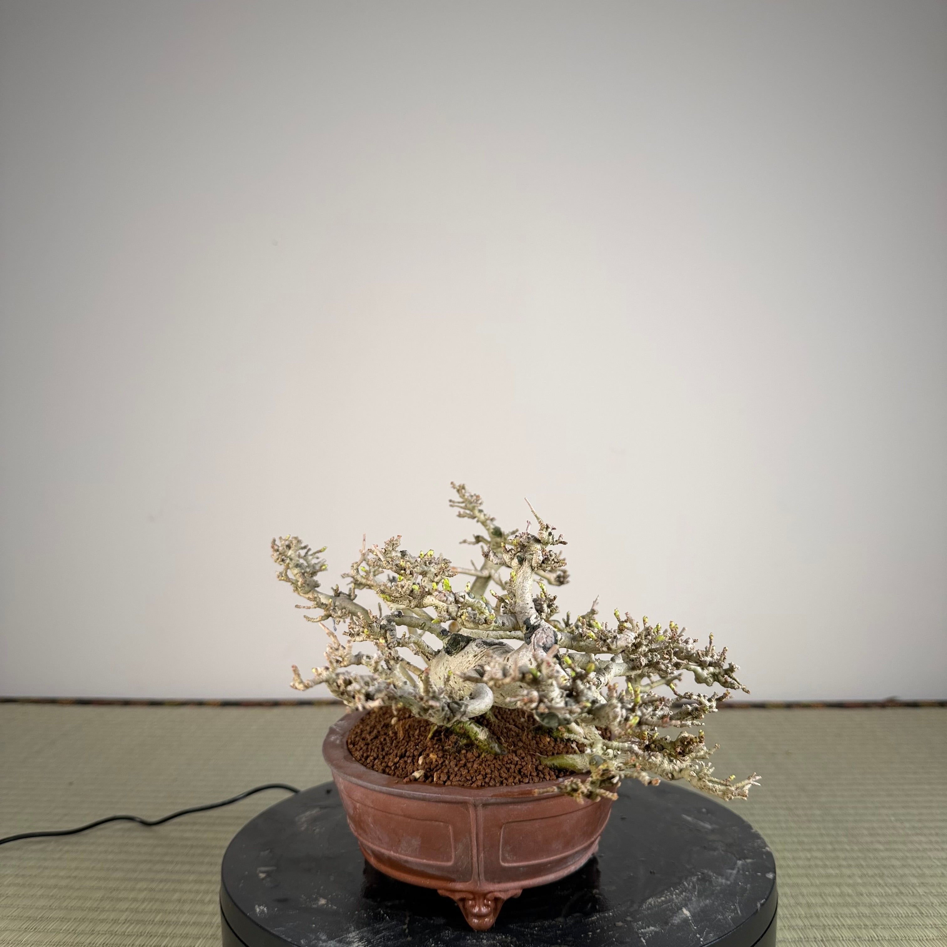 Ligustrum