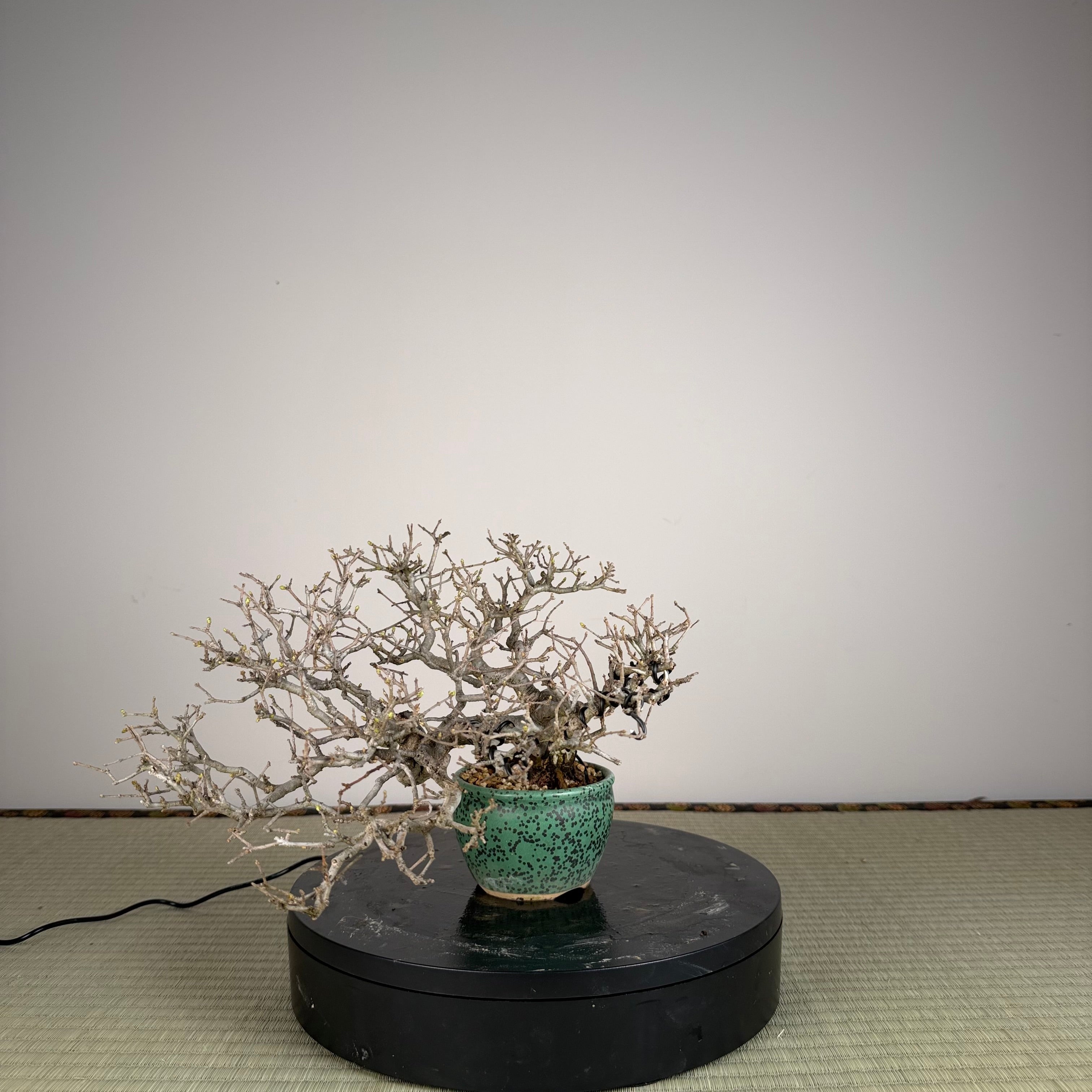 Ligustrum Arakawa *Voir note*