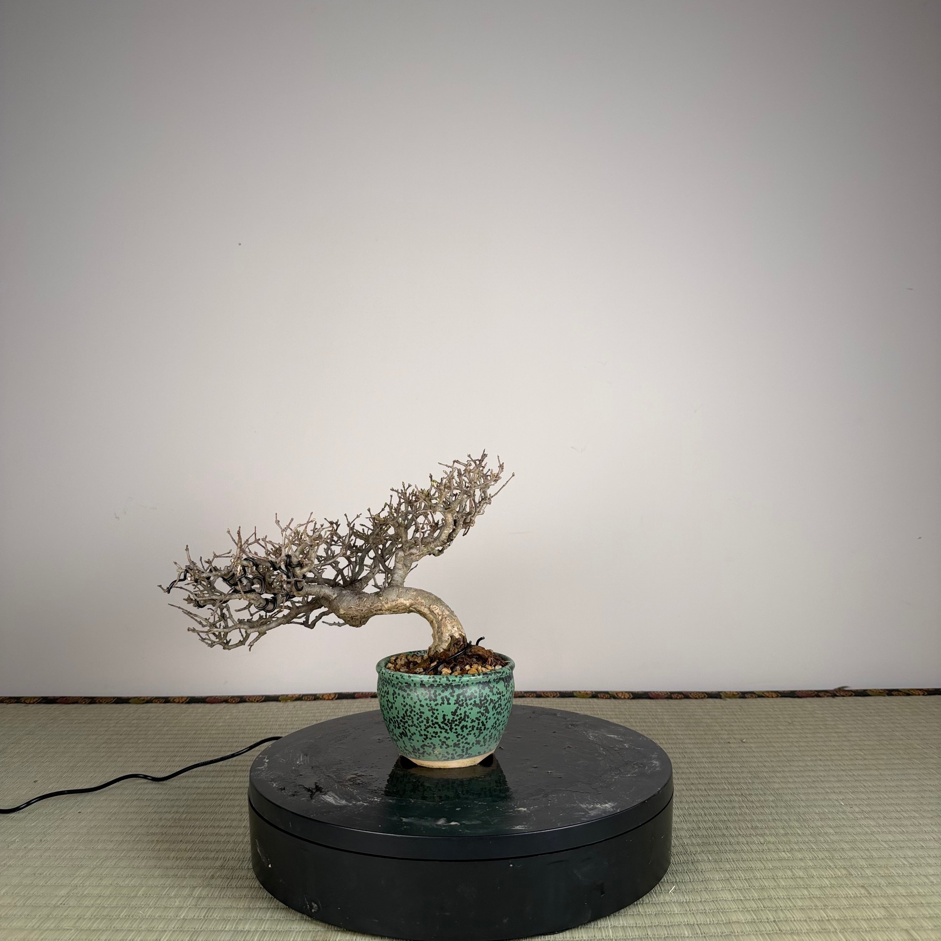 Ligustrum Arakawa *Voir note*