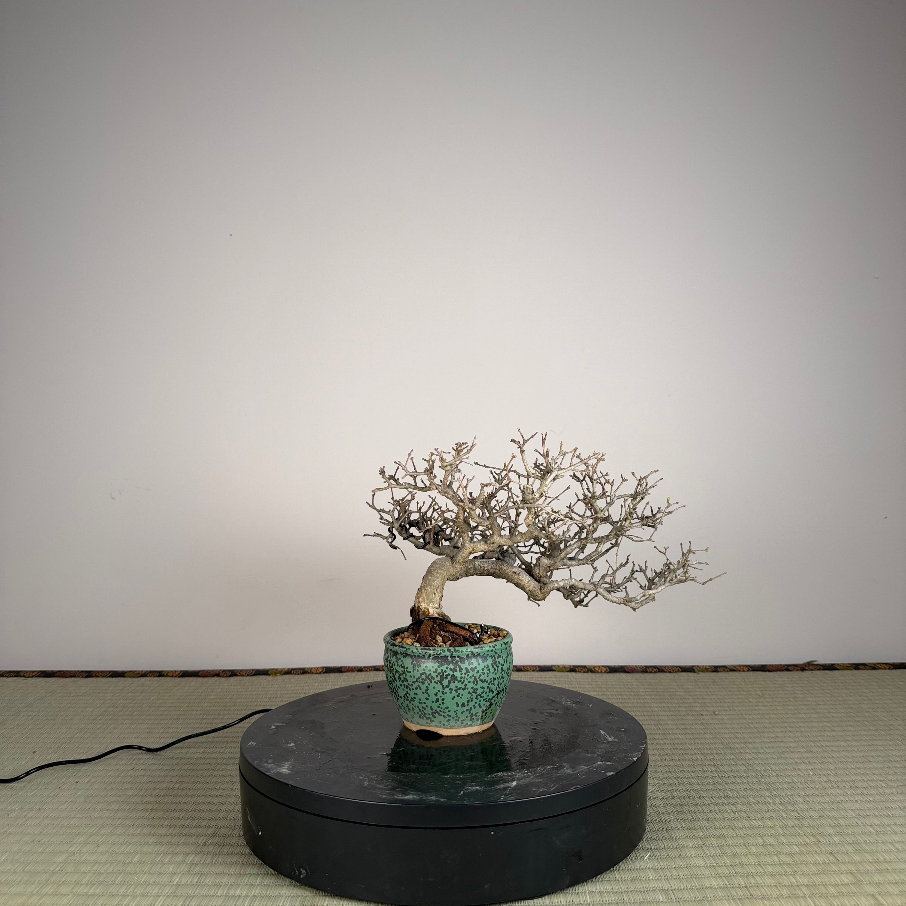 Ligustrum Arakawa *Voir note*