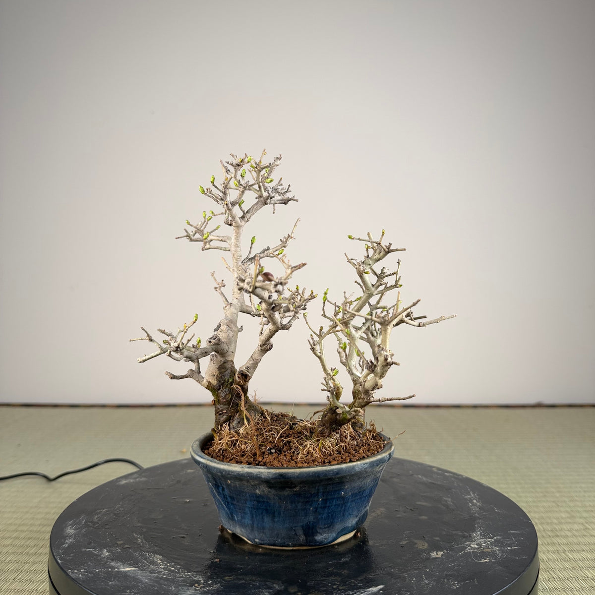 Ligustrum