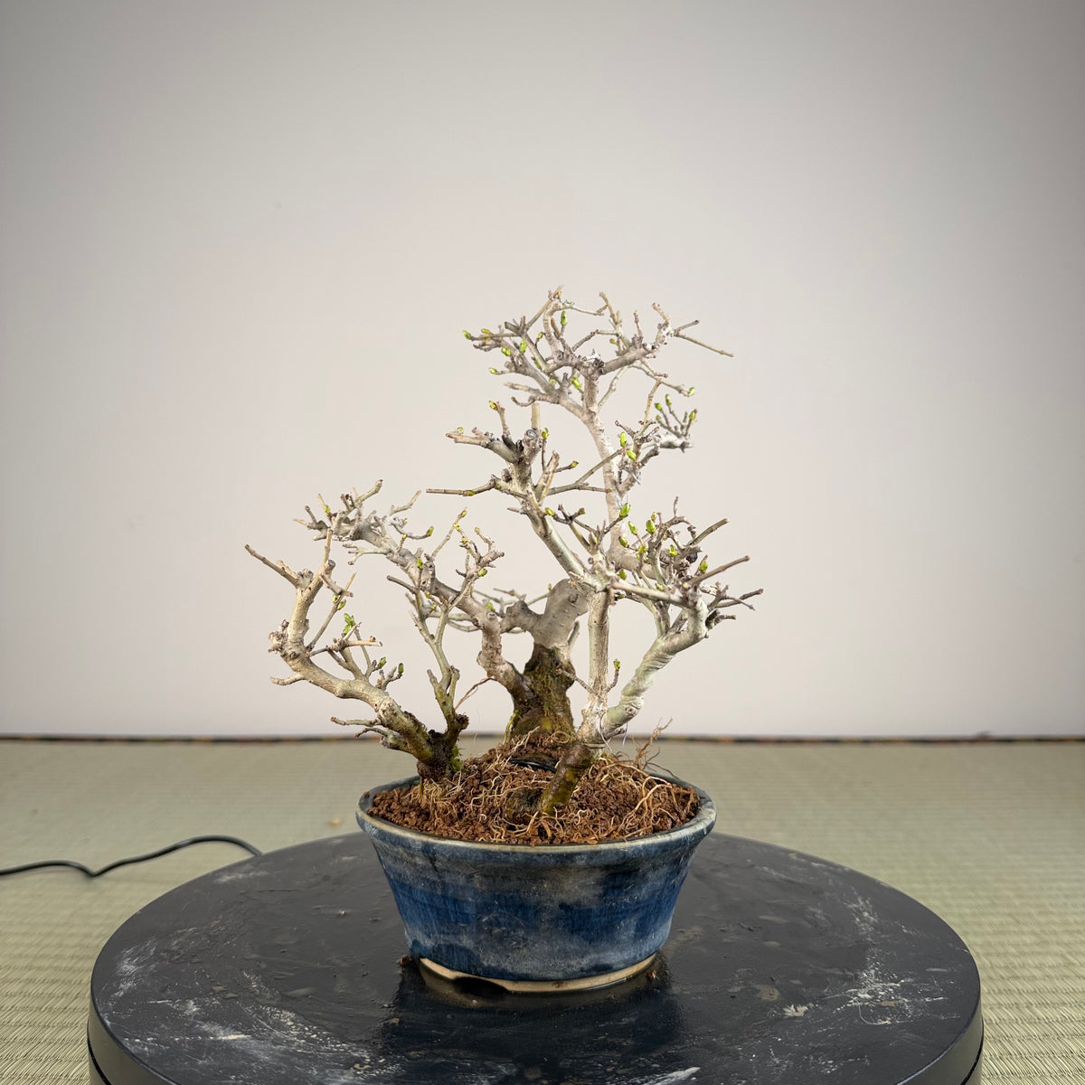 Ligustrum
