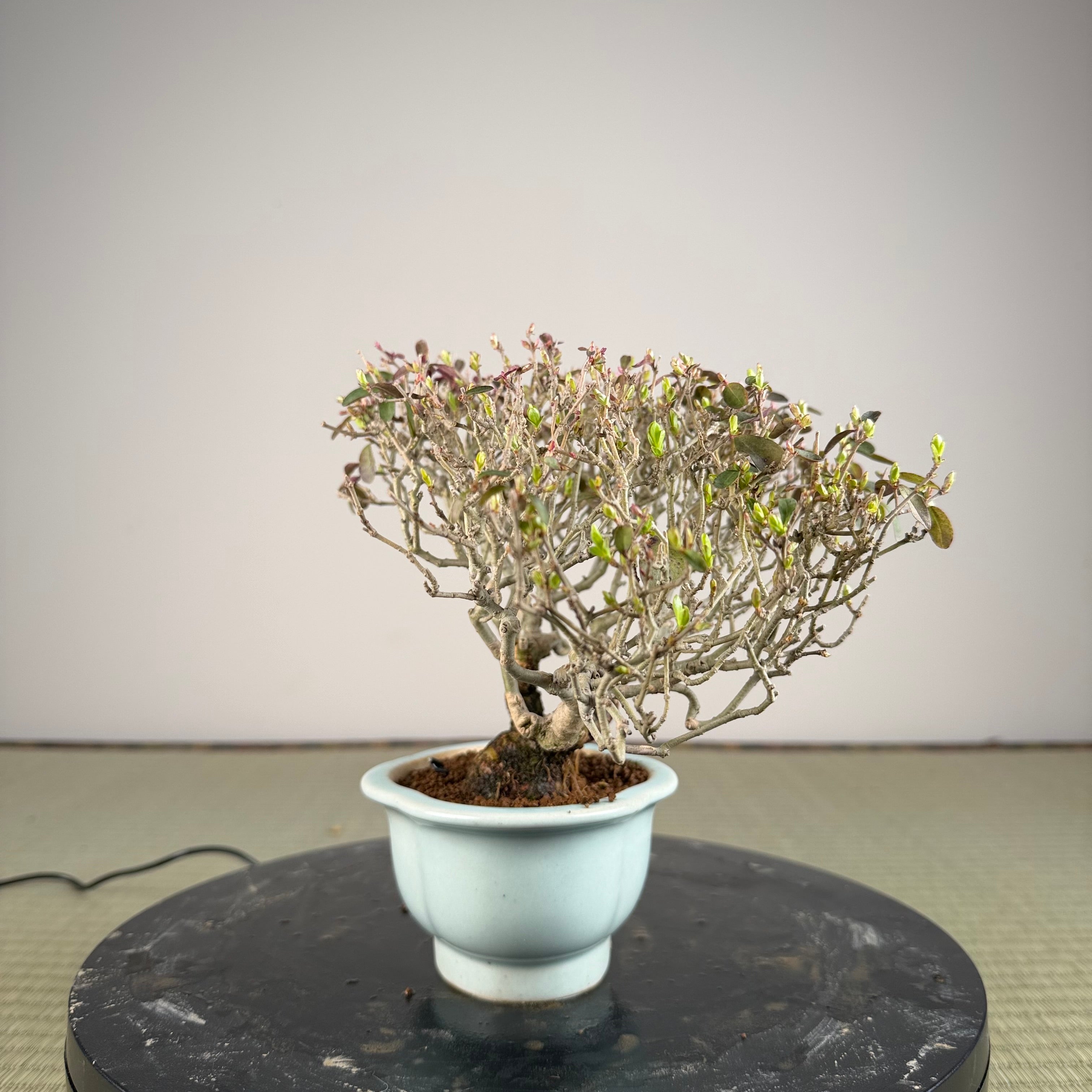 Ligustrum