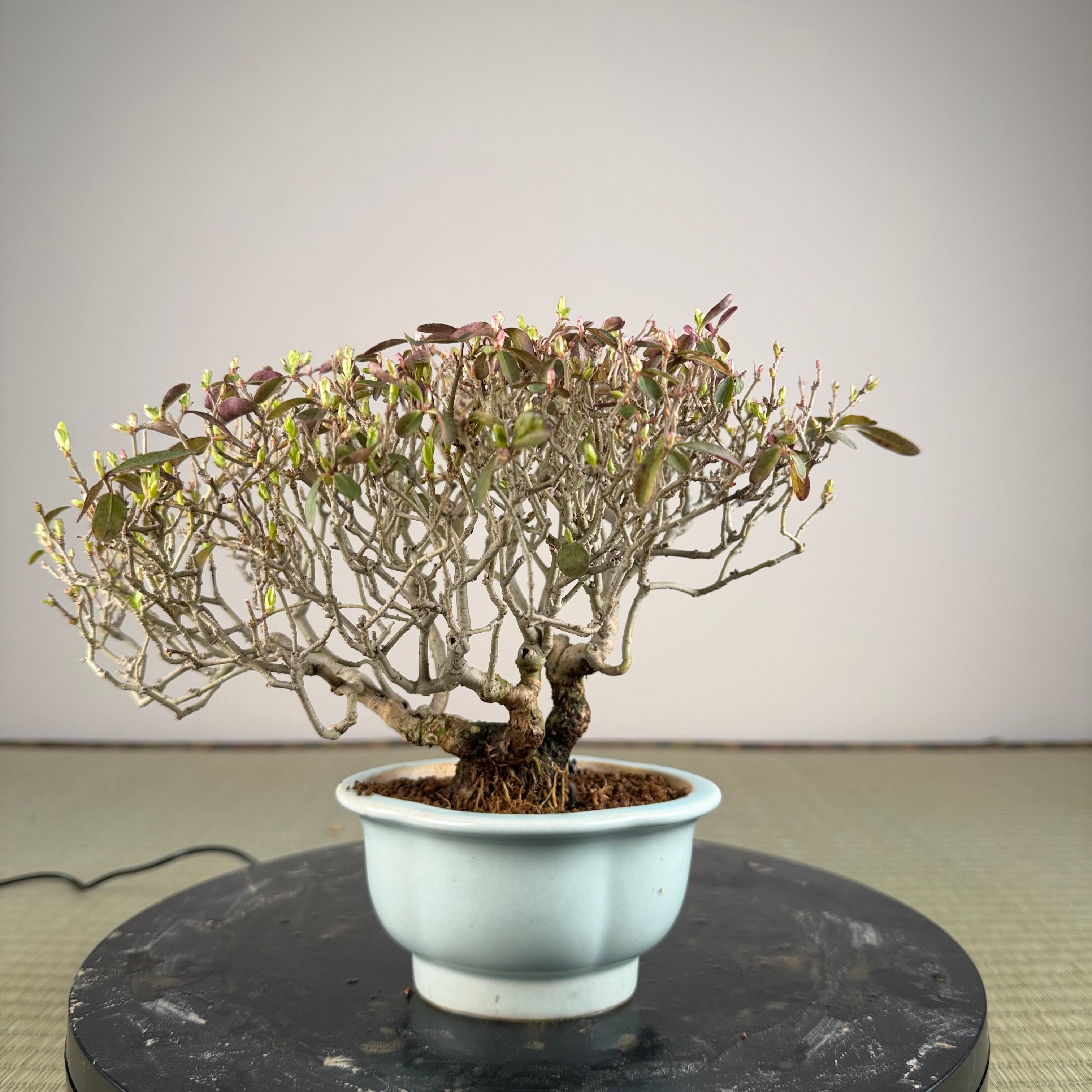 Ligustrum