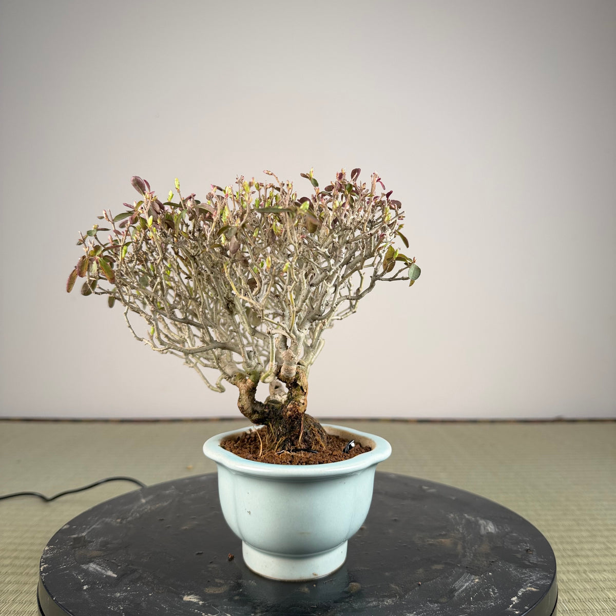 Ligustrum
