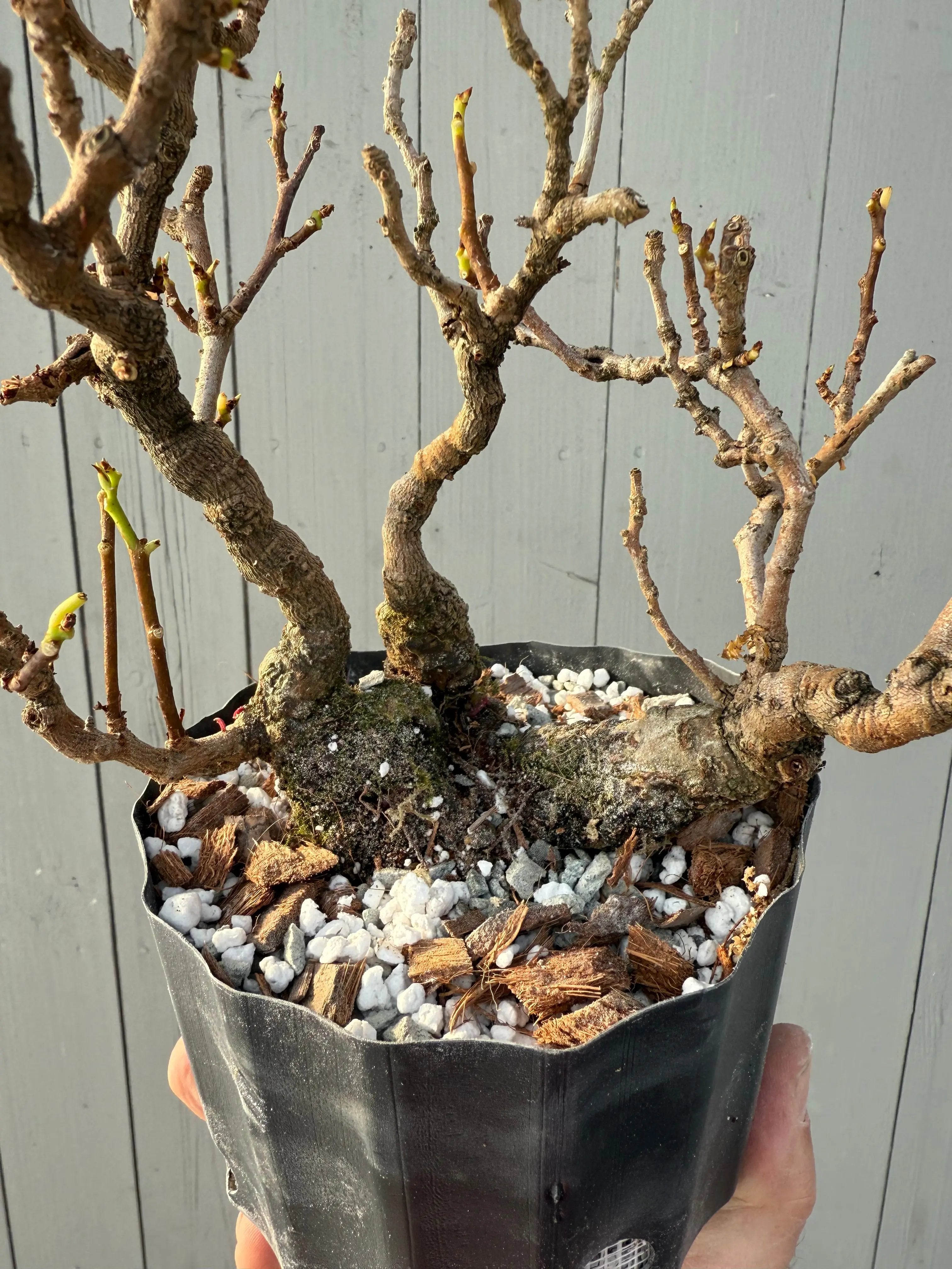 Kadsura japonica Canada Bonsai