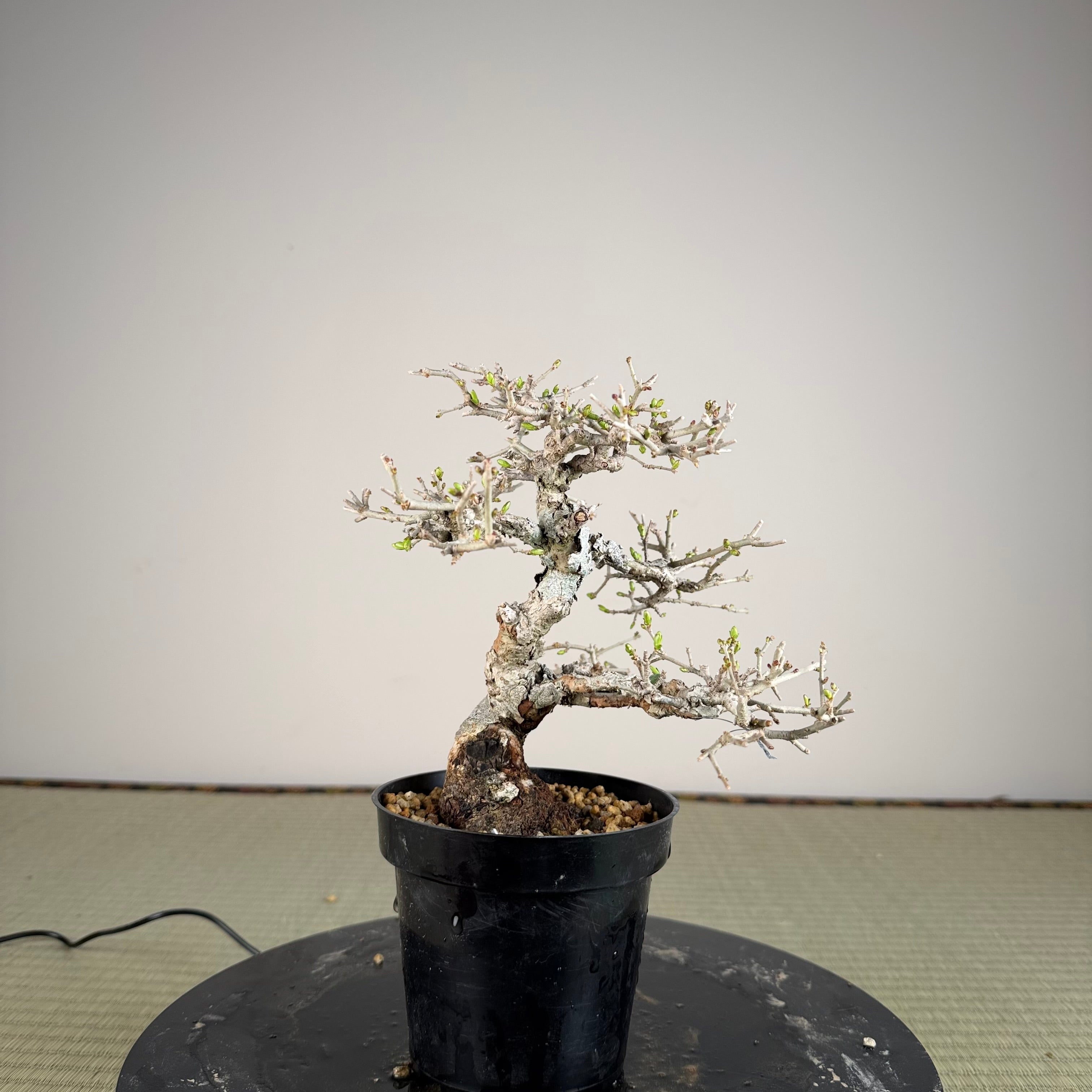 Ligustrum Arakawa *Voir note*