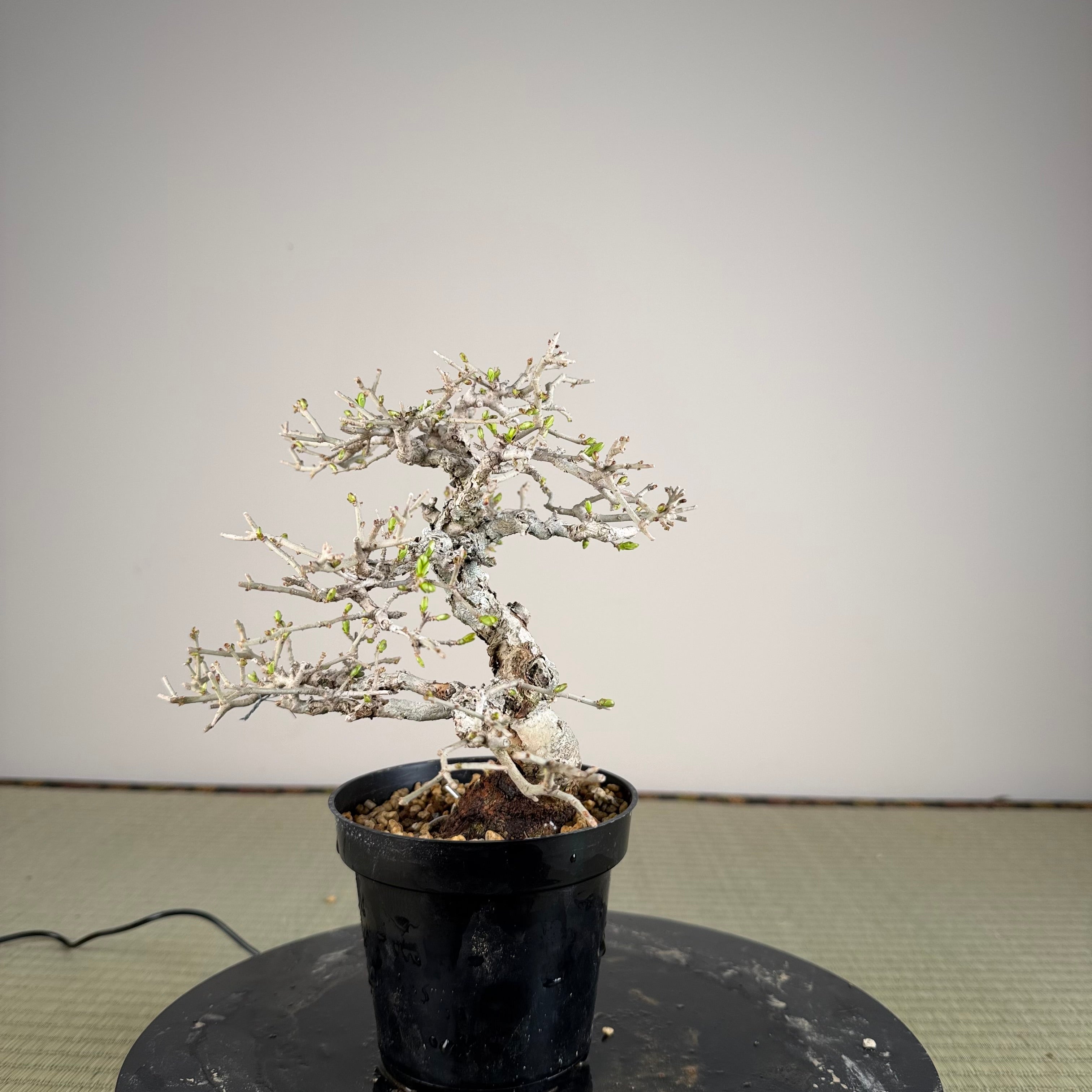 Ligustrum Arakawa *Voir note*